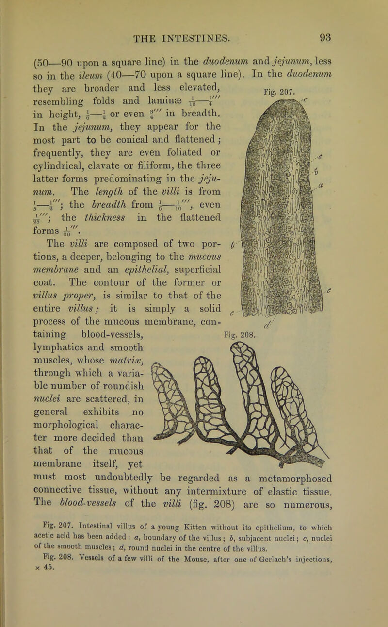 Fig. 207. i 5 _L' H5 6 (50—90 upon a square line) in the duodenum and jejunum, less so in the ileum (-10—70 upon a square line). In the duodenum they are broader and less elevated, resembling folds and laminae ±—Jf in height, £—± or even % in breadth. In the jejunum, they appear for the most part to be conical and flattened; frequently, they are even foliated or cylindrical, clavate or filiform, the three latter forms predominating in the jeju- num. The length of the villi is from —I'; the breadth from g—even the thickness in the flattened forms ^ . The villi are composed of two por- tions, a deeper, belonging to the mucous membrane and an epithelial, superficial coat. The contour of the former or villus proper, is similar to that of the entire villus; it is simply a solid process of the mucous membrane, con- taining blood-vessels, lymphatics and smooth muscles, whose matrix, through which a varia- ble number of roundish nuclei are scattered, in general exhibits no morphological charac- ter more decided than that of the mucous membrane itself, yet must most undoubtedly be regarded as a metamorphosed connective tissue, without any intermixture of elastic tissue. The blood-vessels of the villi (fig. 208) are so numerous, Fig. 207. Intestinal villus of a young Kitten without its epithelium, to which acetic acid has heen added: a, boundary of the villus; b, subjacent nuclei; c, nuclei of the smooth muscles; d, round nuclei in the centre of the villus. Fig. 208. Vessels of a few villi of the Mouse, after one of Gerlach's injections, x 45. Fig. 208.