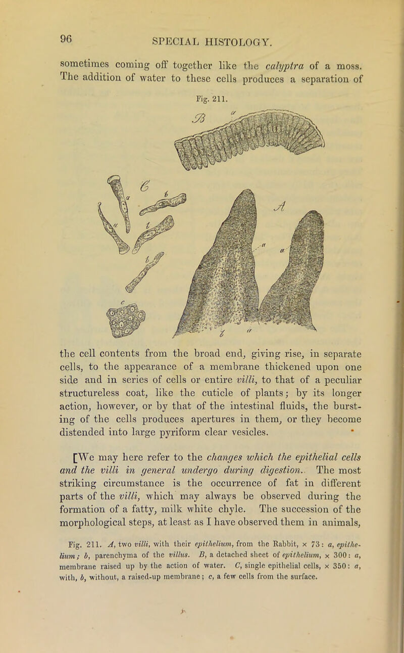 sometimes coming off together like the calyptra of a moss. The addition of water to these cells produces a separation of Fig. 211. the cell contents from the broad end, giving rise, in separate cells, to the appearance of a membrane thickened upon one side and in series of cells or entire villi, to that of a peculiar structureless coat, like the cuticle of plants; by its longer action, however, or by that of the intestinal fluids, the burst- ing of the cells produces apertures in them, or they become distended into large pyriform clear vesicles. [We may here refer to the changes which the epithelial cells and the villi in general undergo during digestion. The most striking circumstance is the occurrence of fat in different parts of the villi, which may always be observed during the formation of a fatty, milk white chyle. The succession of the morphological steps, at least as I have observed them in animals, Fig. 211. A, two villi, with their epithelium, from the Rabbit, x 73: a, epithe- lium; h, parenchyma of the villus. B, a detached sheet of epithelium, x 300: a, membrane raised up by the action of water. C, single epithelial cells, x 350: a, with, b, without, a raised-up membrane; c, a few cells from the surface. >