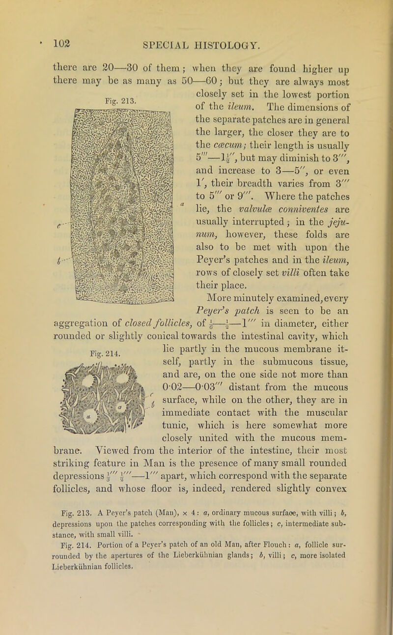 there are 20—30 of them ; when they are found higher up there may be as many as 50—60 j but they are always most closely set in the lowest portion of the ileum. The dimensions of the separate patches are in general the larger, the closer they are to the caecum; their length is usually 5'—U, but may diminish to 3', and increase to 3—5, or even 1', their breadth varies from 3' to 5' or 9'. Where the patches lie, the valvules conniventes are usually interrupted; in the jeju- num, however, these folds are also to be met with upon the Peyer's patches and in the ileum, rows of closely set villi often take their place. More minutely examined, every Peyer's patch is seen to be an aggregation of closed follicles, of g—\—Y in diameter, either rounded or slightly conical towards the intestinal cavity, which lie partly in the mucous membrane it- self, partly in the submucous tissue, and are, on the one side not more than 002—0-03' distant from the mucous ^ surface, while on the other, they are in immediate contact with the muscular tunic, which is here somewhat more closely united with the mucous mem- brane. Viewed from the interior of the intestine, their most striking feature in Man is the presence of many small rounded depressions J' i'—V apart, which correspond with the separate follicles, and whose floor is, indeed, rendered slightly convex Fig. 213. A Peyer's patch (Man), x 4: a, ordinary mucous surface, with villi; b, depressions upon the patches corresponding with the follicles; c, intermediate sub- stance, with small villi. Fig. 214. Portion of a Peyer's patch of an old Man, after Plouch : a, follicle sur- rounded by the apertures of the Lieberkiilinian glands; b, villi; c, more isolated Lieberkuhnian follicles.