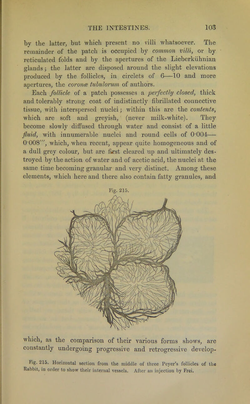 by the latter, but which present no villi whatsoever. The remainder of the patch is occupied by common villi, or by reticulated folds and by the apertures of the Lieberkiihnian glands; the latter are disposed around the slight elevations produced by the follicles, in circlets of 6—1.0 and more apertures, the corona tubulorum of authors. Each follicle of a patch possesses a perfectly closed, thick and tolerably strong coat of indistinctly fibrillated connective tissue, with interspersed nuclei; within this are the contents, which are soft and greyish, (never milk-white). They become slowly diffused through water and consist of a little fluid, with innumerable nuclei and round cells of 0 004— 0 008', which, when recent, appear quite homogeneous and of a dull grey colour, but are first cleared up and ultimately des- troyed by the action of water and of acetic acid, the nuclei at the same time becoming granular and very distinct. Among these elements, which here and there also contain fatty granules, and Fig. 215. which, as the comparison of their various forms shows, are constantly undergoing progressive and retrogressive develop- Fig. 215. Horizontal section from the middle of three Peyer's follicles of the Rabbit, in order to show their internal vessels. After an injection by Frei.