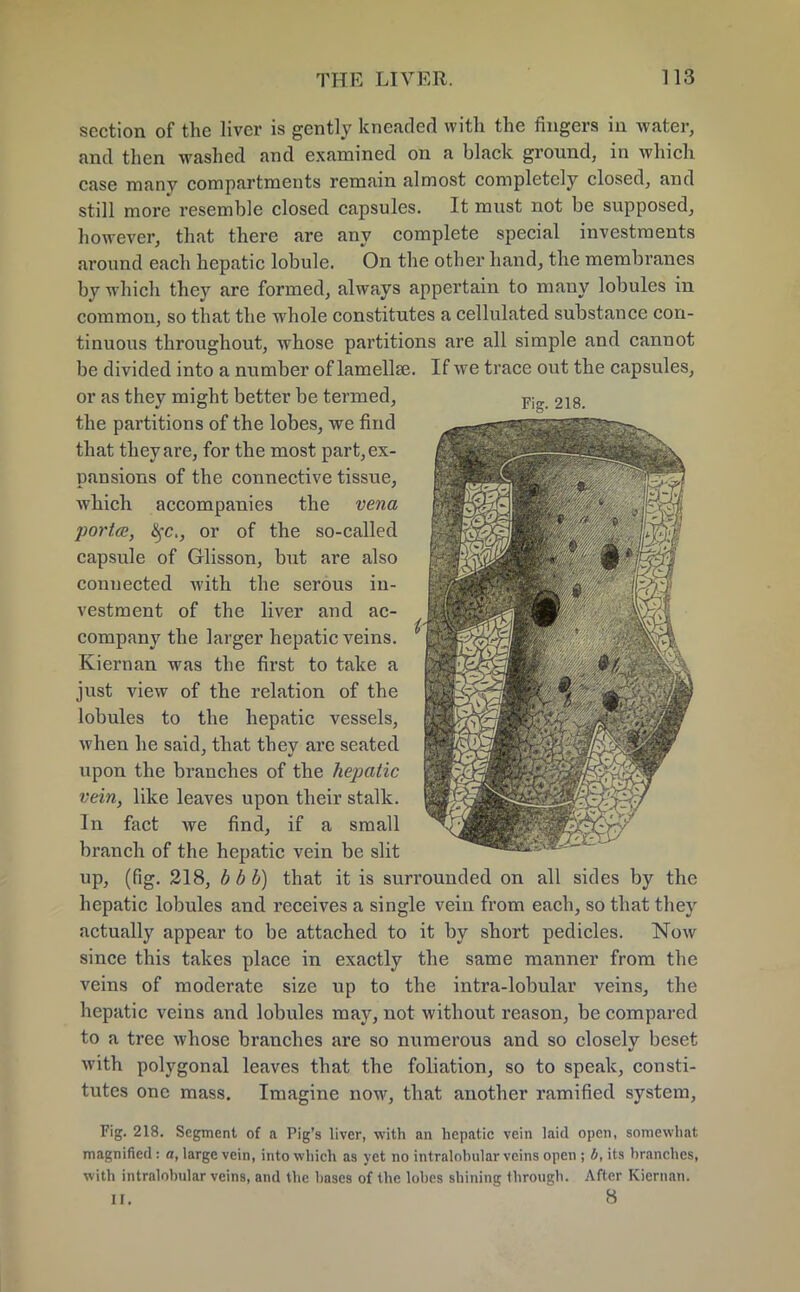 section of the liver is gently kneaded with the fingers in water, and then washed and examined on a black ground, in which case many compartments remain almost completely closed, and still more resemble closed capsules. It must not be supposed, however, that there are any complete special investments around each hepatic lobule. On the other hand, the membranes by which they are formed, always appertain to many lobules in common, so that the whole constitutes a cellulated substance con- tinuous throughout, whose partitions are all simple and cannot be divided into a number of lamellse. If we trace out the capsules, or as they might better be termed, the partitions of the lobes, we find that they are, for the most part, ex- pansions of the connective tissue, which accompanies the vena •porta, £fc, or of the so-called capsule of Glisson, but are also connected with the serous in- vestment of the liver and ac- company the larger hepatic veins. Kiernan was the first to take a just view of the relation of the lobules to the hepatic vessels, when he said, that they are seated upon the branches of the hepatic vein, like leaves upon their stalk. In fact we find, if a small branch of the hepatic vein be slit up, (fig. 218, b b b) that it is surrounded on all sides by the hepatic lobules and receives a single vein from each, so that they actually appear to be attached to it by short pedicles. Now since this takes place in exactly the same manner from the veins of moderate size up to the intra-lobular veins, the hepatic veins and lobules may, not without reason, be compared to a tree whose branches are so numerous and so closely beset with polygonal leaves that the foliation, so to speak, consti- tutes one mass. Imagine now, that another ramified system, Fig. 218. Segment of a Pig's liver, with an hepatic vein laid open, somewhat magnified : a, large vein, into which as yet no intralohnlar veins open ; b, its branches, with intralobular veins, and the bases of the lobes shining through. After Kiernan. II. 8