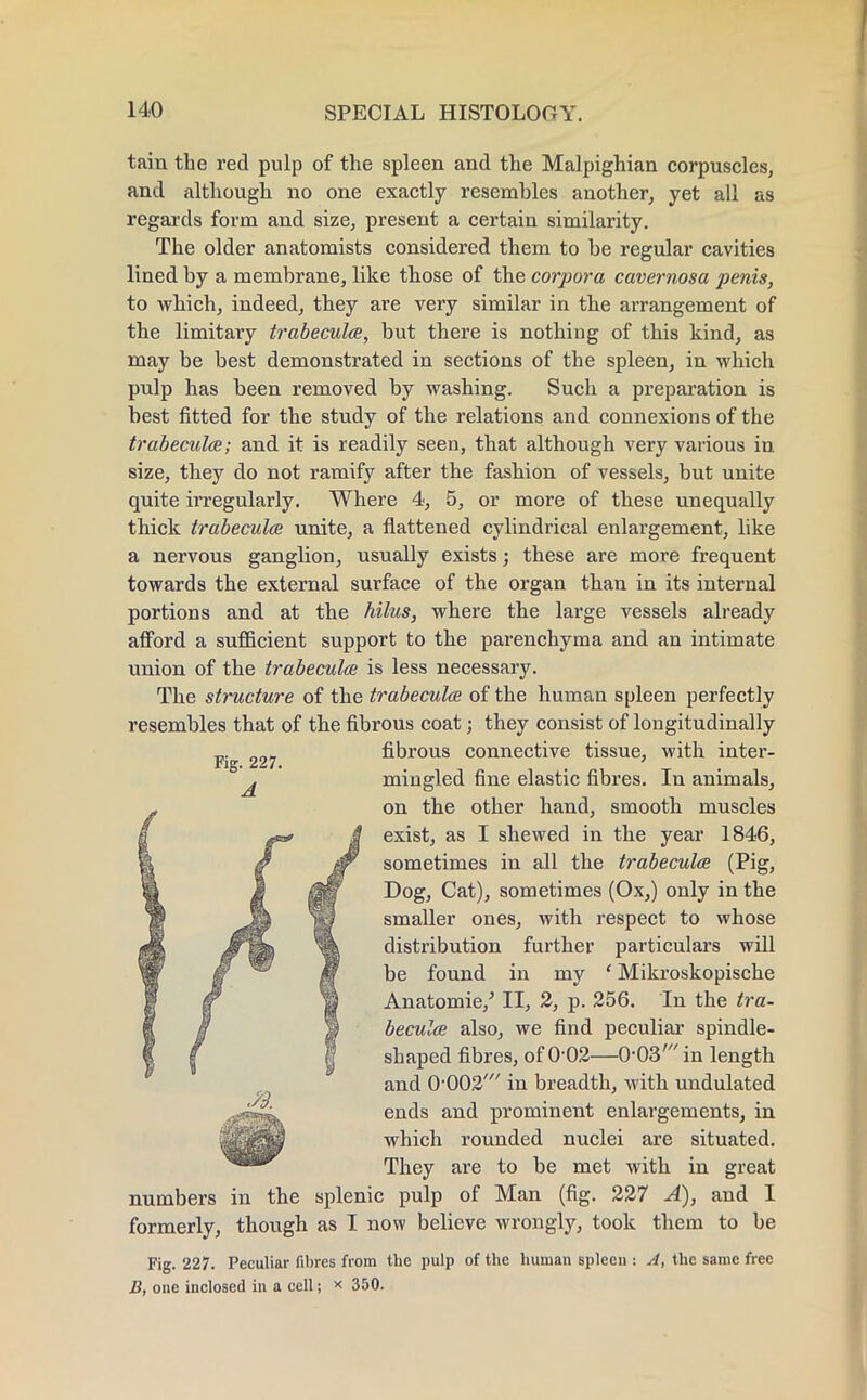 tain the red pulp of the spleen and the Malpighian corpuscles, and although no one exactly resembles another, yet all as regards form and size, present a certain similarity. The older anatomists considered them to he regular cavities lined by a membrane, like those of the corpora cavernosa penis, to which, indeed, they are very similar in the arrangement of the limitary trabecules, but there is nothing of this kind, as may be best demonstrated in sections of the spleen, in which pulp has been removed by washing. Such a preparation is best fitted for the study of the relations and connexions of the trabecule; and it is readily seen, that although very various in size, they do not ramify after the fashion of vessels, but unite quite irregularly. Where 4, 5, or more of these unequally thick trabecule unite, a flattened cylindrical enlargement, like a nervous ganglion, usually exists; these are more frequent towards the external surface of the organ than in its internal portions and at the hilus, where the large vessels already afford a sufficient support to the parenchyma and an intimate union of the trabecules is less necessary. The structure of the trabecules of the human spleen perfectly resembles that of the fibrous coat; they consist of longitudinally fibrous connective tissue, with inter- mingled fine elastic fibres. In animals, on the other hand, smooth muscles exist, as I shewed in the year 1846, sometimes in all the trabecules (Pig, Dog, Cat), sometimes (Ox,) only in the smaller ones, with respect to whose distribution further particulars will be found in my ' Mikroskopische Anatomie/ II, 2, p. 256. In the tra- becules also, we find peculiar spindle- shaped fibres, of 0-02—0-03'in length and 0,002/// in breadth, with undulated ends and prominent enlargements, in which rounded nuclei are situated. They are to be met with in great numbers in the splenic pulp of Man (fig. 227 A), and I formerly, though as I now believe wrongly, took them to be Fig. 227. Peculiar fibres from the pulp of the human spleen : A, the same free B, one inclosed in a cell; * 350. Fig. 227. A