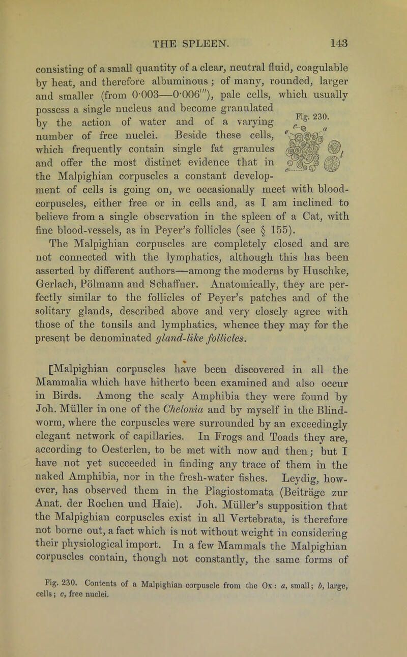 consisting of a small quantity of a clear, neutral fluid, coagulable by heat, and therefore albuminous; of many, rounded, larger and smaller (from 0-003—0-006'), pale cells, which usually possess a single nucleus and become granulated by the action of water and of a varying J^' 23°' number of free nuclei. Beside these cells, c@(ffe which frequently contain single fat granules (^^^^ li^ and offer the most distinct evidence that in ©jlj^jjp 0$ the Malpighian corpuscles a constant develop- ment of cells is going on, we occasionally meet with blood- corpuscles, either free or in cells and, as I am inclined to believe from a single observation in the spleen of a Cat, with fine blood-vessels, as in Peyer's follicles (see § 155). The Malpighian corpuscles are completely closed and are not connected with the lymphatics, although this has been asserted by different authors—among the moderns by Huschke, Gerlach, Polmann and Schaffner. Anatomically, they are per- fectly similar to the follicles of Peyer's patches and of the solitary glands, described above and very closely agree with those of the tonsils and lymphatics, whence they may for the present be denominated gland-like follicles. [Malpighian corpuscles have been discovered in all the Mammalia which have hitherto been examined and also occur in Birds. Among the scaly Amphibia they were found by J oh. Miiller in one of the Chelonia and by myself in the Blind- worm, where the corpuscles were surrounded by an exceedingly elegant network of capillaries. In Frogs and Toads they are, according to Oesterlen, to be met with now and then; but I have not yet succeeded in finding any trace of them in the naked Amphibia, nor in the fresh-water fishes. Leydig, how- ever, has observed them in the Plagiostomata (Beitrage zur Anat. der Rochen und Haie). Joh. Muller's supposition that the Malpighian corpuscles exist in all Vertebrata, is therefore not borne out, a fact which is not without weight in considering their physiological import. In a few Mammals the Malpighian corpuscles contain, though not constantly, the same forms of Fig. 230. Contents of a Malpighian corpuscle from the Ox: a, small; b, large, cells; c, free nuclei.