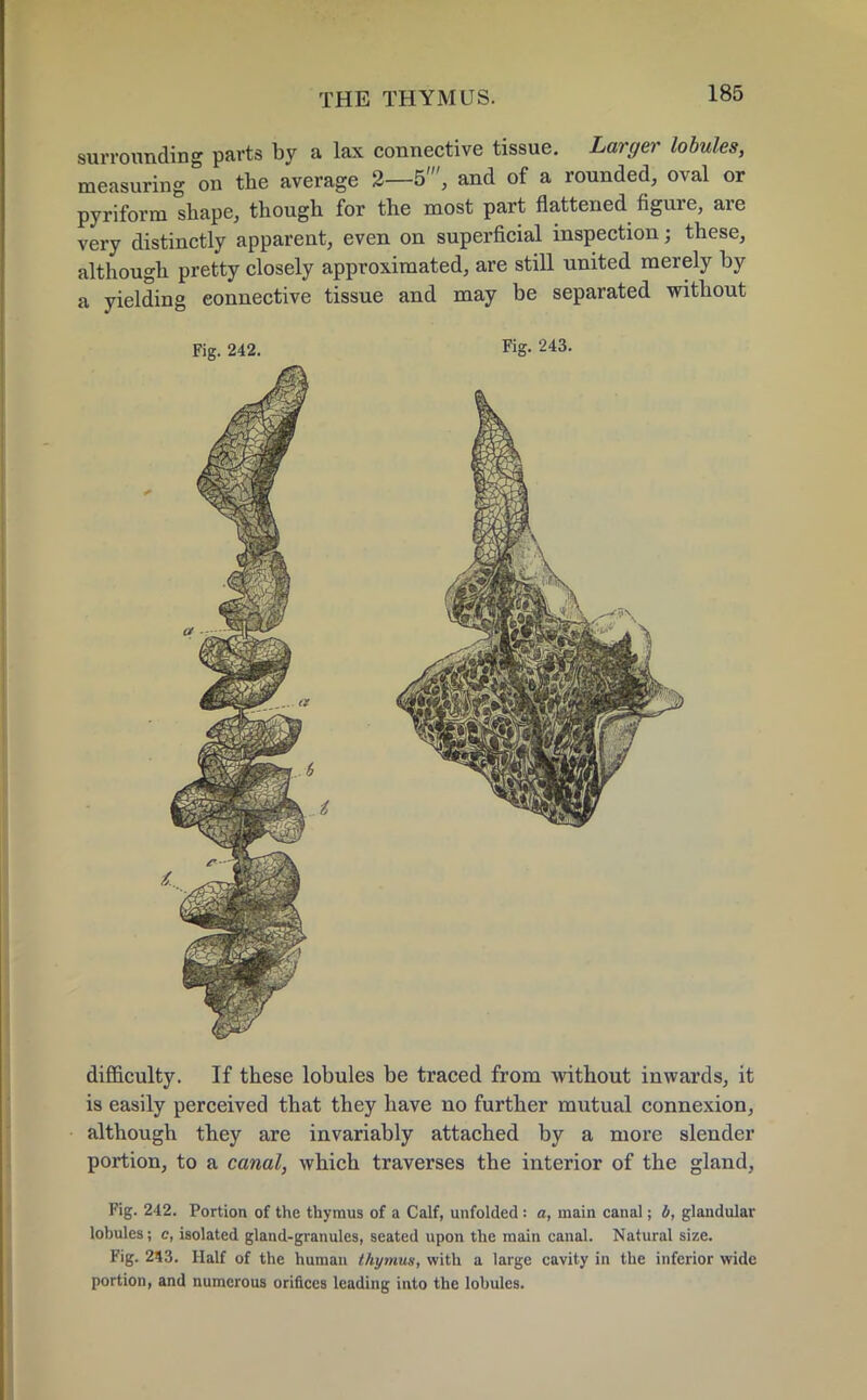 surrounding parts by a lax connective tissue. Larger lobules, measuring on the average 2—5', and of a rounded, oval or pyriform shape, though for the most part flattened figure, are very distinctly apparent, even on superficial inspection j these, although pretty closely approximated, are still united merely by a yielding connective tissue and may be separated without Fig. 242. Fig. 243. difficulty. If these lobules be traced from without inwards, it is easily perceived that they have no further mutual connexion, although they are invariably attached by a more slender portion, to a canal, which traverses the interior of the gland, Fig. 242. Portion of the thymus of a Calf, unfolded : a, main canal; b, glandular lobules; c, isolated gland-granules, seated upon the main canal. Natural size. Fig. 243. Half of the human thymus, with a large cavity in the inferior wide portion, and numerous orifices leading into the lobules.