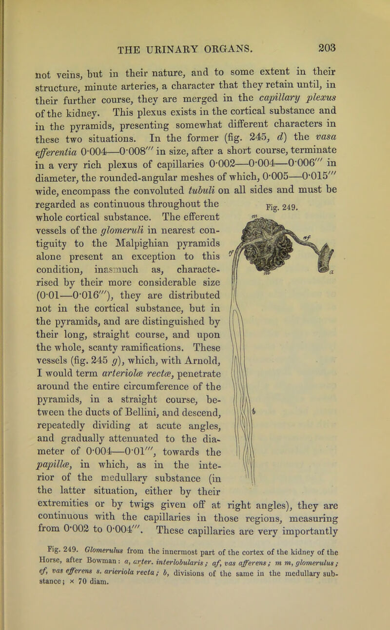 not veins, but in their nature, and to some extent in their structure, minute arteries, a character that they retain until, in their further course, they are merged in the capillary plexus of the kidney. This plexus exists in the cortical substance and in the pyramids, presenting somewhat different characters in these two situations. In the former (fig. 245, d) the vasa effereniia 0-004—0008' in size, after a short course, terminate in a very rich plexus of capillaries 0-002—0-004—0-006' in diameter, the rounded-angular meshes of which, 0*005—0-015' wide, encompass the convoluted tubuli on all sides and must be Fig. 249. regarded as continuous throughout the whole cortical substance. The efferent vessels of the glomeruli in nearest con- tiguity to the Malpighian pyramids alone present an exception to this condition, inasmuch as, characte- rised by their more considerable size (0-01—0-016'), they are distributed not in the cortical substance, but in the pyramids, and are distinguished by their long, straight course, and upon the whole, scanty ramifications. These vessels (fig. 245 g), which, with Arnold, I would term arterioles rectce, penetrate around the entire circumference of the pyramids, in a straight course, be- tween the ducts of Bellini, and descend, repeatedly dividing at acute angles, and gradually attenuated to the dia- meter of 0-004—0-01', towards the papilla, in which, as in the inte- rior of the medullary substance (in the latter situation, either by their extremities or by twigs given off at right angles), they are continuous with the capillaries in those regions, measuring from 0-002 to 0-004'. These capillaries are very importantly Fig. 249. Glomerulus from the innermost part of the cortex of the kidney of the Horse, after Bowman: a, urter. interlobular is ; af, vas afferens; m m, glomerulus ; ef, vas efferens s. arieriola recta; b, divisions of the same in the medullary sub- stance; x 70 diam.
