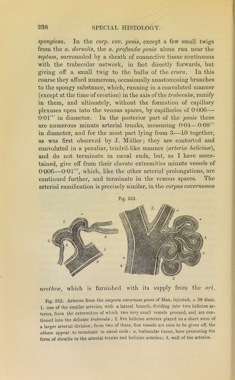 spongiosa. In the corp. cav. penis, except a few small twigs from the a. dorsalis, the a. profunda penis alone run near the septum, surrounded by a sheath of connective tissue continuous with the trabecular network, in fact directly forwards, but giving off a small twig to the bulbs of the crura. In this course they afford numerous, occasionally anastomosing branches to the spongy substance, which, running in a convoluted manner (except at the time of erection) in the axis of the trabecule, ramify in them, and ultimately, without the formation of capillary plexuses open into the venous spaces, by capillaries of 0 006— O'Ol' in diameter. In the posterior part of the penis there are numerous minute arterial trunks, measuring O^O-i— 0-08' in diameter, and for the most part lying from 3—10 together, as was first observed by J. Miiller; they are contorted and convoluted in a peculiar, tendril-like manner (arterial helicince), and do not terminate in csecal ends, but, as I have ascer- tained, give off from their clavate extremities minute vessels of 0-006—O^Ol', which, like the other arterial prolongations, are continued further, and terminate in the venous spaces. The arterial ramification is precisely similar, in the corpus cavernosum Fig. 262. urethral, which is furnished with its supply from the art. Fig. 262. Arteries from the corpora cavernosa penis of Man, injected, x 30 diam. 1, one of the smaller arteries, with a lateral branch, dividing into two helicine ar- teries, from the extremities of which two very small vessels proceed, and are con- tinued into the delicate trabecules; 2. five helicine arteries placed on a short stem of a larger arterial division; from two of these, fine vessels are seen to be given off, the others appear to terminate in caical ends: a, trabecular tissue, here presenting the form of sheaths to the arterial trunks and helicine arteries; b, wall of the arteries.