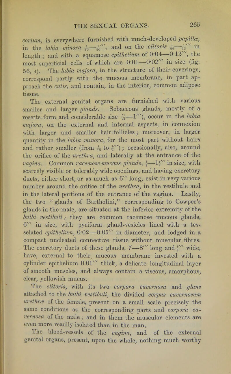 c&rium, is everywhere furnished with much-developed papilla, in the labia minora i—and on the clitoris £—in lengtli ; and with a squamose epithelium of 0*04—0'12', the most superficial cells of which are 0-01—O02' in size (fig. 56, 4). The labia majora, in the structure of their coverings, correspond partly with the mucous membrane, in part ap- proach the cutis, and contain, in the interior, common adipose tissue. The external genital organs are furnished with various smaller and larger glands. Sebaceous glands, mostly of a rosette-form and considerable size (,—V), occur in the labia majora, on the external and internal aspects, in connexion with larger and smaller hair-follicles; moreover, in larger quantity in the labia minora, for the most part without hairs and rather smaller (from i to i'); occasionally, also, around the orifice of the urethra, and laterally at the entrance of the vagina. Common racemose mucous glands, I—Ij' in size, with scarcely visible or tolerably wide openings, and having excretory ducts, either short, or as much as & long, exist in very various number around the orifice of the urethra, in the vestibule and in the lateral portions of the entrance of the vagina. Lastly, the two  glands of Bartholini, corresponding to Cowper's glands in the male, are situated at the inferior extremity of the bulbi vestibuli j they are common racemose mucous glands, 6' in size, with pyriform gland-vesicles lined with a tes- selated epithelium, 002—005' in diameter, and lodged in a compact nucleated connective tissue without muscular fibres. The excretory ducts of these glands, 7—8' long and ~ wide, have, external to their mucous membrane invested with a cylinder epithelium 001' thick, a delicate longitudinal layer of smooth muscles, and always contain a viscous, amorphous, clear, yellowish mucus. The clitoris, with its two corpora cavernosa and glans attached to the bulbi vestibuli, the divided corpus cavernosum urethra of the female, present on a small scale precisely the same conditions as the corresponding parts and corpora ea- rn-nosa of the male; and in them the muscular elements are even more readily isolated than in the man. The blood-vessels of the vagina, and of the external genital organs, present, upon the whole, nothing much worthy