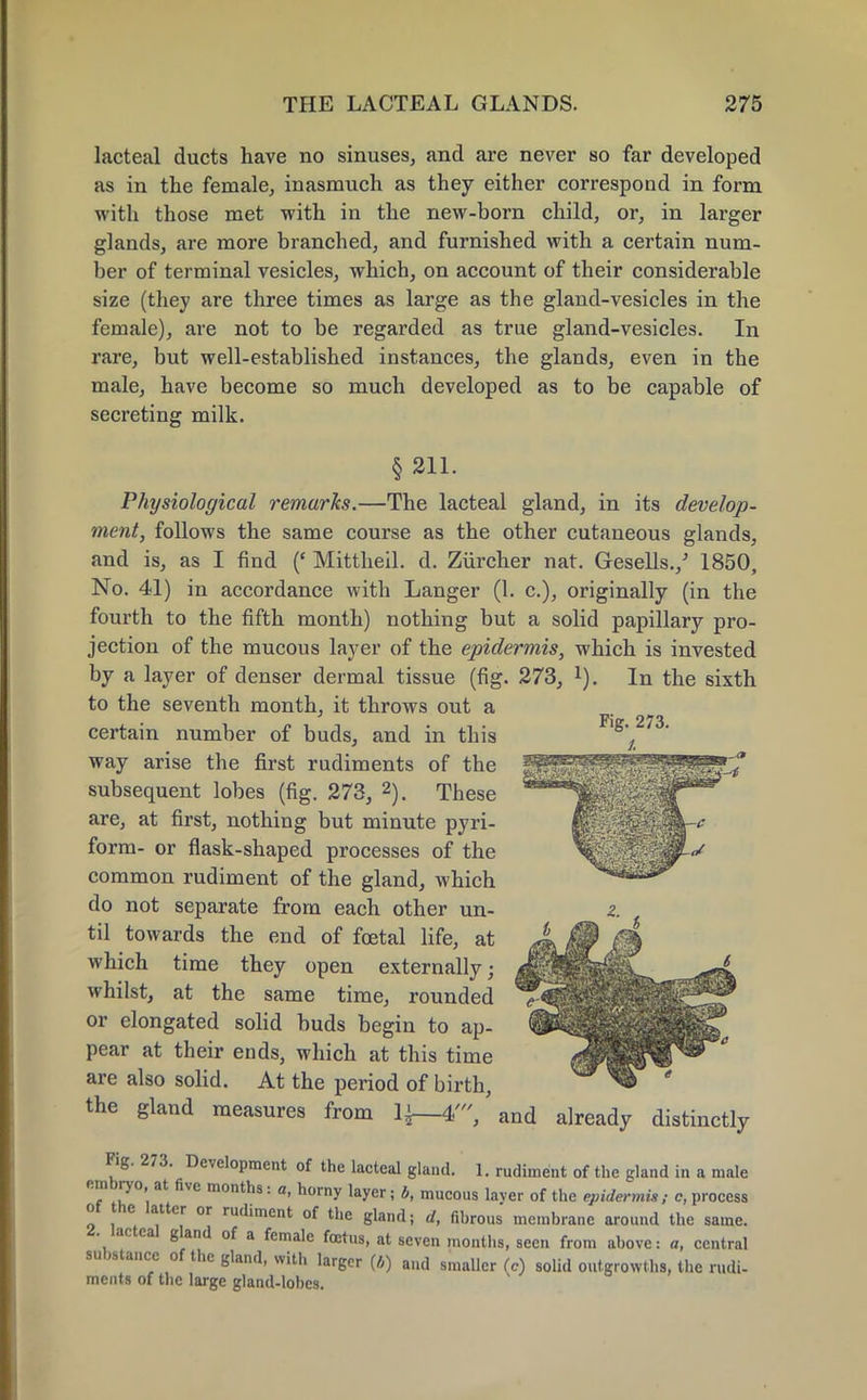 lacteal ducts have no sinuses, and are never so far developed as in the female, inasmuch as they either correspond in form with those met with in the new-born child, or, in larger glands, are more branched, and furnished with a certain num- ber of terminal vesicles, which, on account of their considerable size (they are three times as large as the gland-vesicles in the female), are not to be regarded as true gland-vesicles. In rare, but well-established instances, the glands, even in the male, have become so much developed as to be capable of secreting milk. §211. Physiological remarks.—The lacteal gland, in its develop- ment, follows the same course as the other cutaneous glands, and is, as I find (e Mittheil. d. Ziircher nat. Gesells./ 1850, No. 41) in accordance with Langer (1. c), originally (in the fourth to the fifth month) nothing but a solid papillary pro- jection of the mucous layer of the epidermis, which is invested by a layer of denser dermal tissue (fig. 273, l). In the sixth to the seventh month, it throws out a certain number of buds, and in this way arise the first rudiments of the subsequent lobes (fig. 273, 2). These are, at first, nothing but minute pyri- form- or flask-shaped processes of the common rudiment of the gland, which do not separate from each other un- til towards the end of foetal life, at which time they open externally; whilst, at the same time, rounded or elongated solid buds begin to ap- pear at their ends, which at this time are also solid. At the period of birth, the gland measures from 1J—4'/ and already distinctly Fig. 273. Development of the lacteal gland. I. rudiment of the gland in a male embryo at five months: a, horny layer j b, mucous laver of the epidermis ; c, process of he latter or rudiment of the gland; d, fibrous membrane around the same, ^.lacteal gland of a female foetus, at seven months, seen from above: a, central substance of the gland, with larger (/,) and smaller (c) solid outgrowths, the rudi- ments of the large gland-lobes.