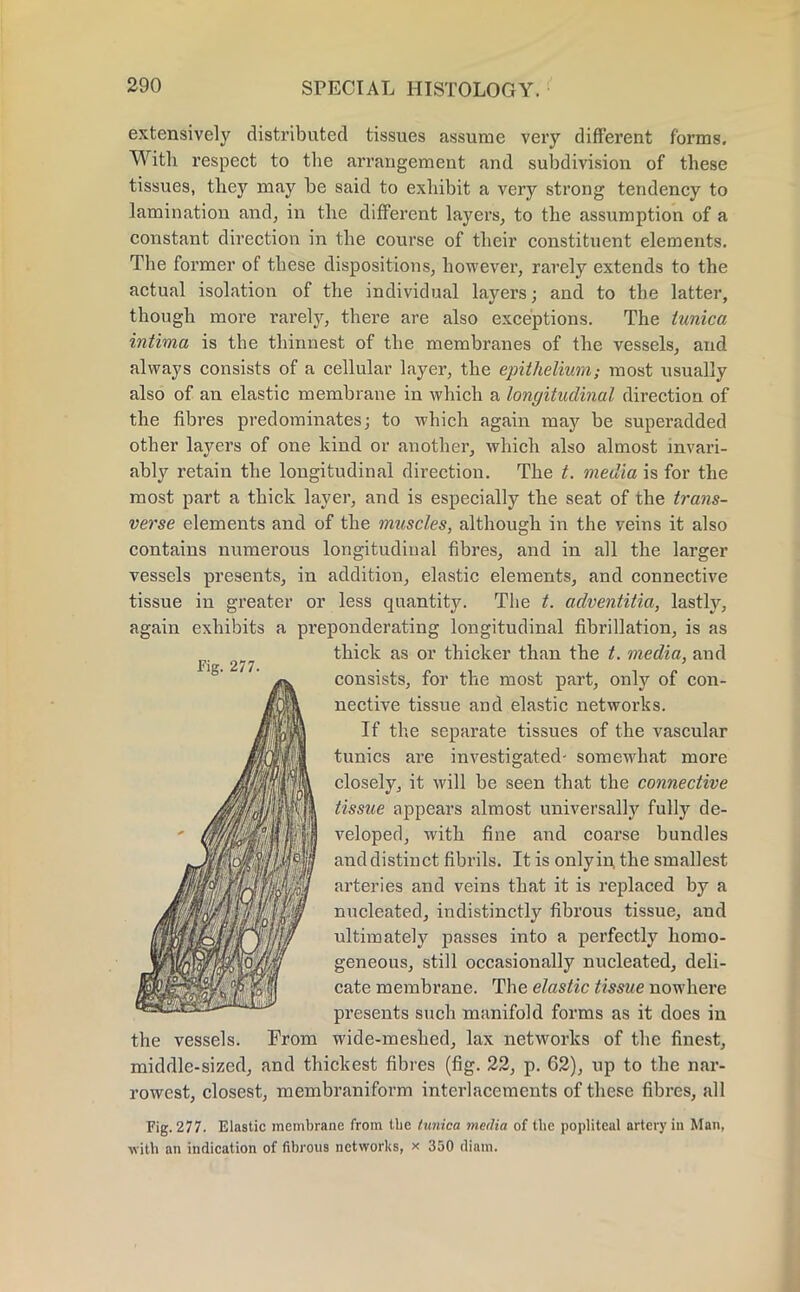 extensively distributed tissues assume very different forms. With respect to the arrangement and subdivision of these tissues, they may be said to exhibit a very strong tendency to lamination and, in the different layers, to the assumption of a constant direction in the course of their constituent elements. The former of these dispositions, however, rarely extends to the actual isolation of the individual layers; and to the latter, though more rarely, there are also exceptions. The tunica inthna is the thinnest of the membranes of the vessels, and always consists of a cellular layer, the epithelium; most usually also of an elastic membrane in which a longitudinal direction of the fibres predominates; to which again may be superadded other layers of one kind or another, which also almost invari- ably retain the longitudinal direction. The t. media is for the most part a thick layer, and is especially the seat of the trans- verse elements and of the muscles, although in the veins it also contains numerous longitudinal fibres, and in all the larger vessels presents, in addition, elastic elements, and connective tissue in greater or less quantity. The t. adventitia, lastly, again exhibits a preponderating longitudinal fibrillation, is as thick as or thicker than the t. media, and consists, for the most part, only of con- nective tissue and elastic networks. If the separate tissues of the vascular tunics are investigated- somewhat more closely, it will be seen that the connective tissue appears almost universally fully de- veloped, with fine and coarse bundles and distinct fibrils. It is only in the smallest arteries and veins that it is replaced by a nucleated, indistinctly fibrous tissue, and ultimately passes into a perfectly homo- geneous, still occasionally nucleated, deli- cate membrane. The elastic tissue nowhere presents such manifold forms as it does in the vessels. From wide-meshed, lax networks of the finest, middle-sized, and thickest fibres (fig. 22, p. 62), up to the nar- rowest, closest, membraniform interlacements of these fibres, all Fig. 277. Elastic membrane from the tunica media of the popliteal artery in Man, with an indication of fibrous networks, x 350 diam.