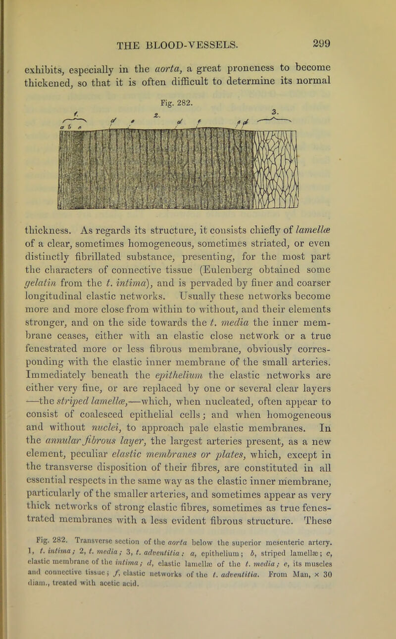 exhibits, especially in the aorta, a great proneness to become thickened, so that it is often difficult to determine its normal thickness. As regards its structure, it consists chiefly of lamellae of a clear, sometimes homogeneous, sometimes striated, or even distinctly fibrillated substance, presenting, for the most part the characters of connective tissue (Eulenberg obtained some gelatin from the t. intima), and is pervaded by finer and coarser longitudinal elastic networks. Usually these networks become more and more close from within to without, and their elements stronger, and on the side towards the t. media the inner mem- brane ceases, either with an elastic close network or a true fenestrated more or less fibrous membrane, obviously corres- ponding with the elastic inner membrane of the small arteries. Immediately beneath the epithelium the elastic networks are either very fine, or are replaced by one or several clear layers —the striped lamella,—which, when nucleated, often appear to consist of coalesced epithelial cells; and when homogeneous and without nuclei, to approach pale elastic membranes. In the annular fibrous layer, the largest arteries present, as a new clement, peculiar elastic membranes or plates, which, except in the transverse disposition of their fibres, are constituted in all essential respects in the same way as the elastic inner membrane, particularly of the smaller arteries, and sometimes appear as very thick networks of strong elastic fibres, sometimes as true fenes- trated membranes with a less evident fibrous structure. These Fig. 282. Transverse section of the aorta below the superior mesenteric artery. 1, t. intima; 2, t. media; 3, t. adventitia: a, epithelium; b, striped lamella:; c, elastic membrane of the intima; d, elastic lamella; of the t. media; <?, its muscles and connective tissue; f, elastic networks of the /. adventitia. From Man, x 30 cliam., treated with acetic acid. Fig. 282. 3.