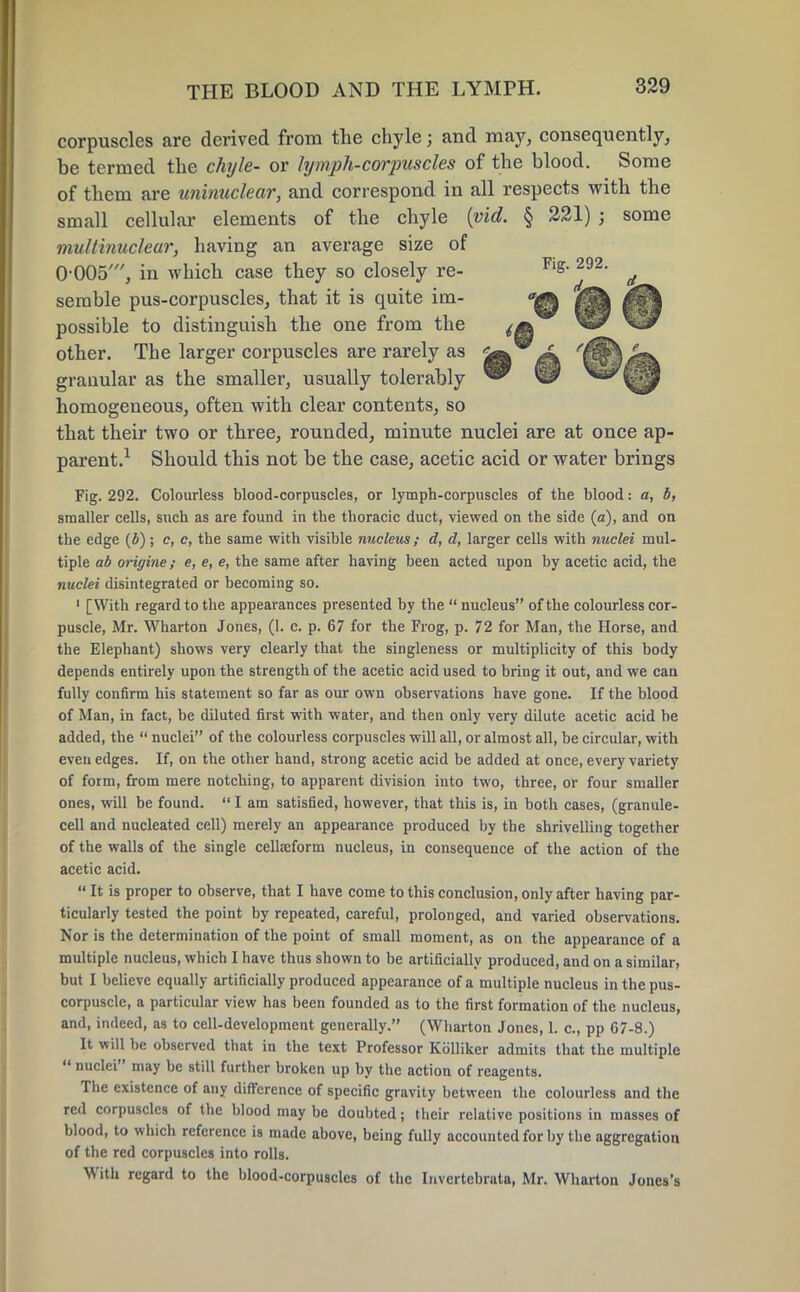 corpuscles are derived from the chyle j and may, consequently, be termed the chyle- or lymph-corpuscles of the blood. Some of them are uninuclear, and correspond in all respects with the small cellular elements of the chyle (vid. § 221) ; some multinucleur, having an average size of 0-005', in which case they so closely re- semble pus-corpuscles, that it is quite im- possible to distinguish the one from the other. The larger corpuscles are rarely as 4 granular as the smaller, usually tolerably  homogeneous, often with clear contents, so that their two or three, rounded, minute nuclei are at once ap- parent.1 Should this not be the case, acetic acid or water brings Fig. 292. Colourless blood-corpuscles, or lymph-corpuscles of the blood: a, b, smaller cells, such as are found in the thoracic duct, viewed on the side (a), and on the edge (£); c, c, the same with visible nucleus; d, d, larger cells with nuclei mul- tiple ab origine; e, e, e, the same after having been acted upon by acetic acid, the nuclei disintegrated or becoming so. 1 [With regard to the appearances presented by the  nucleus of the colourless cor- puscle, Mr. Wharton Jones, (1. c. p. 67 for the Frog, p. 72 for Man, the Horse, and the Elephant) shows very clearly that the singleness or multiplicity of this body depends entirely upon the strength of the acetic acid used to bring it out, and we can fully confirm his statement so far as our own observations have gone. If the blood of Man, in fact, be diluted first with water, and then only very dilute acetic acid be added, the  nuclei of the colourless corpuscles will all, or almost all, be circular, with even edges. If, on the other hand, strong acetic acid be added at once, every variety of form, from mere notching, to apparent division into two, three, or four smaller ones, will be found.  I am satisfied, however, that this is, in both cases, (granule- cell and nucleated cell) merely an appearance produced by the shrivelling together of the walls of the single cellseform nucleus, in consequence of the action of the acetic acid.  It is proper to observe, that I have come to this conclusion, only after having par- ticularly tested the point by repeated, careful, prolonged, and varied observations. Nor is the determination of the point of small moment, as on the appearance of a multiple nucleus, which I have thus shown to be artificially produced, and on a similar, but I believe equally artificially produced appearance of a multiple nucleus in the pus- corpuscle, a particular view has been founded as to the first formation of the nucleus, and, indeed, as to cell-development generally. (Wharton Jones, 1. c, pp 67-8.) It will be observed that in the text Professor Kolliker admits that the multiple  nuclei may be still further broken up by the action of reagents. The existence of any difference of specific gravity between the colourless and the red corpuscles of the blood may be doubted; their relative positions in masses of blood, to which reference is made above, being fully accounted for by the aggregation of the red corpuscles into rolls. With regard to the blood-corpuscles of the Invertebrate, Mr. Wharton Jones's