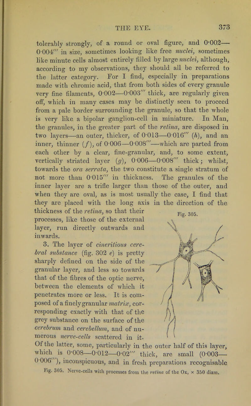 tolerably strongly, of a round or oval figure, and 0*002— 0004' in size, sometimes looking like free nuclei, sometimes like minute cells almost entirely filled by large nuclei, although, according to my observations, they should all be referred to the latter category. For I find, especially in preparations made with chromic acid, that from both sides of every granule very fine filaments, 0-002—0-003' thick, are regularly given off, which in many cases may be distinctly seen to proceed from a pale border surrounding the granule, so that the whole is very like a bipolar ganglion-cell in miniature. In Man, the granules, in the greater part of the retina, are disposed in two layers—an outer, thicker, of 0-013—0-016' (/«), and an inner, thinner (/), of 0 006—0-008'—which are parted from each other by a clear, fine-granular, and, to some extent, vertically striated layer (g), 0006—0-008' thick; whilst, towards the ora serrata, the two constitute a single stratum of not more than 0'015' in thickness. The granules of the inner layer are a trifle larger than those of the outer, and when they are oval, as is most usually the case, I find that they are placed with the long axis in the direction of the thickness of the retina, so that their processes, like those of the external layer, run directly outwards and inwards. 3. The layer of cineritious cere- bral substance (fig. 302 e) is pretty sharply defined on the side of the granular layer, and less so towards that of the fibres of the optic nerve, between the elements of which it penetrates more or less. It is com- posed of a finely granular matrix, cor- responding exactly with that of the grey substance on the surface of the cerebrum and cerebellum, and of nu- merous nerve-cells scattered in it. Of the latter, some, particularly in the outer half of this layer, which is 0-008—0 012—0-02' thick, are small (0003— 0 006'), inconspicuous, and in fresh preparations recoguisable Fig. 305. Nervc-cclls with processes from the retina of the Ox, x 350 diam.