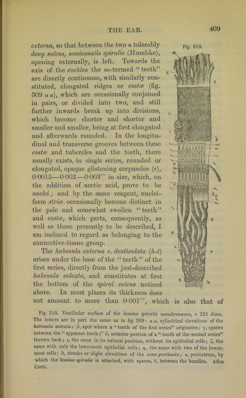 Fig. 310. externa, so that between the two a tolerably- deep sulcus, semicanalis spiralis (Huschke), opening externally, is left. Towards the axis of the cochlea the so-termed  teeth are directly continuous, with similarly con- stituted, elongated ridges or costce (fig. 309 a a), which are occasionally conjoined in pairs, or divided into two, and still further inwards break up into divisions, which become shorter and shorter and smaller and smaller, being at first elongated and afterwards rounded. In the longitu- dinal and transverse grooves between these costce and tubercles and the teeth, there usually exists, in single series, rounded or elongated, opaque glistening corpuscles (e), 0-0015—0-002—0-003' in size, which, on the addition of acetic acid, prove to be nuclei; and by the same reagent, nuclei- form striae occasionally become distinct in the pale and somewhat swollen teeth and costce, which parts, consequently, as well as those presently to be described, I am inclined to regard as belonging to the connective-tissue group. The habenula externa s. denticulata (h-t) arises under the base of the  teeth  of the first series, directly from the just-described habenula sulcata, and constitutes at first the bottom of the spiral sulcus noticed above. In most places its thickness does not amount to more than 0-001', which is also that of Fig. 310. Vestibular surface of the lamina spiralis membranacea, x 225 diani. The letters are in part the same as in fig. 309: a a, cylindrical elevations of the habenula sulcata: (5, spot where a  tooth of the first series originates; y, spaces between the  apparent teeth; S, anterior portion of a  tooth of the second scries thrown back; t, the same in its natural position, without its epithelial cells; ?, the same with only the lowermost epithelial cells; n, the same with two of the lower- most cells; B, streaks or slight elevations of the zonapectinata; k, periosteum, by which the lamina spiralis is attached, with spaces, X, between the bundles. After Corti.