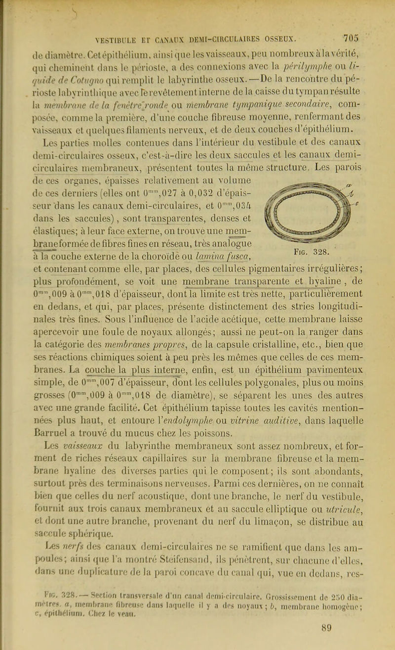 dedianietreXetepithelium,ainstquelesvaisseaux,peunombreuxälavenle, qui chemineiit ilans le perioste, a des connexions avec la perilymplie ou li- (juide de Cotugno qui roniplit le labyrintlie osseux. —De la rencontre du pe- rioste labyrintliique avec rerevelenient interne de la caisse dutympanresulte la membranc de la fenetrej'ondi; ou membrane tympanique secondaire, com- posee, commela pveniiere, d'une couche fibreuse moyenne, renfermant des vaisseaux et quelques fdanients nerveux, et de deux couches d'epithelium. Les parties nioUes contenues dans l'interieur du vestibule et des canaux denü-circulaires osseux, c'est-ä-dire les deux saccules et les canaux demi- circulaires inembraneux, presentent toutes la meme structure. Les parois de ces organes, epaisses relativement au volume .^^^^^^ de ces derniers (elles ont ü,ü27 ä 0,032 d'epais- ^^^^-^^^^^ seur dans les canaux demi-circulaires, et 0,034 mf^ ^wm dans les saccules), sont transparentes, denses et rat ßM elastiques; ä leur face externe, on trouveune mem- ^^^J^^^^^S^ braue formee de fibres fmes en reseau, tres analogue ^^=^3^^^ a la couche externe de la choro'ide ou/a»?wa/msco, ^^^* et contenantcomme eile, par places, des cellules pigmentaires irregulieres; plus profondement, se voit une membrane transparente et hyaline , de O-^'^OOG k0'',018 depaisseur, dontla limiteest tres nette, particulierement en dedans, et qui, par places, presente distinctement des stries longitudi- nales tres fines. Sous l'influence de l'acide acetique, cette membrane laisse apercevoir une foule de noyaux allonges; aussi ne peut-on la ranger dans la categorie des membranes propres, de la capsule cristalline, etc., bien que ses reactions chimiques soient ä peu pres les memes que celles de ces mem- branes. La couche la plus interne, enfm, est un epithelium paviraenteux simple, de 0'',007 d'epaisseur, dont les cellules polygonales, plusoumoins grosses (0,009 ä 0,018 de diametre), se separent les unes des autres avec une grande facilite. Cet epitheUum tapisse toutes les cavites mcntion- nees plus haut, et entoure Vendolymphe ou vitrine auditive, dans laquelle Barruel a trouve du raucus chez les poissons. Les vaisseaux du labyrinthe membraneux sont assez nombreux, et for- ment de riches reseaux capillaires sur la membrane fibreuse et la mem- brane hyaline des diverses parties qui le composent; ils sont abondants, surtout pres des terminaisuns nerveuses. Parmi ces dernieres, on ne coiniait bien que celles du nerf acoustique, dont une brauche, le nerfdu vestibule, fournit aux trois canaux membraneux et au saccule elliptique ou idricule, et dont une autre brauche, provenant du nerf du limaQon, sc distribuc au saccule spherique. Les nerfs des canaux demi-circulaircs ne se ramificnt quo dans les am- fKjules; ainsi rjue I'a rnontn'; Steifensand, ils pcnötrent, sur chacune d'ellos, dans uric duplicature fle la pai'oi (•()M( avn du caniil (pii, vue en dedans, i'cs- Fir,. :\2H.— Sprlion Irnnsvors.'ilf! d iiri miifil di-iDi-rirciilnirc. Grossissomcnt de S.'IO dia- rnrlrps. a, membrane fibreuse dans laquelle il y a des noyaux; b, membrane homogene; c, ^pilb^lium. Chez le vean. 89