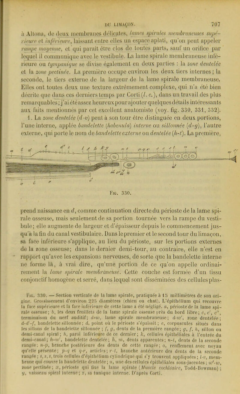 ä xVIloiia, de deiix niembraiies (leljcates, iamos spirales memhraneuses supe- rieurc ot inft-neure, laissant ontre olles un espaco aplati, qu'oii peiit appciov rwiipc titüi/eniiey et qui parait olro cios de toutes parls, sauCun orifico par loquel il commuuiquo avec le vcstibule. La laine spirale meml)raneuse iiil'e- rieure ou tympaniquc se divise egalement eii deux parlios : la zone dentclec et la zone pecline'e. La premiere occupo environ les deux tiers internes; la seconde, le tiers externe de la largeur de la lame spirale membraneuse. Elles ont toutes deux uiie texture extreniement complexe, qui n'a ete bien dt'crite ([ue dans ces derniers temps par Corti (/. c), dans un travail des plus reniarquables; j'aieteassez lieureuxpourajouter quelques deiails interessants aux laits nieutionnes par cet excollent anatomiste (voy. fig. 330, 331, 332). 1. La zone dentelee {d-v) peut ä son tour elre distinguee en deux portions, l'uiie interne, applee bmdelette [habeimla) interne ou sillonnee {d-g), l'autre externe, qui porte le nom de bandeletteexterne ou dentelee {h-t). La prämiere, Fig. 330. prend naissance en d, comme continuation directe du perioste de la lanae spi- rale osseuse, mais seulementde sa portion tournee vers la rampe du Vesti- büle; eile augmente de largeur et d'epaisseur depuis le commencement jus- qu'ä la fin du canal vestibulaire. Dans lepremier et le second tour du limagon, sa face inferieure s'applique, au lieu du perioste, sur les portions externes de la zone osseuse; dans le dernier demi-tour, au contraire, eile n'est en rapport qu'avec les expansions nerveuses, de sorte que la bandelette interne ne forme lä, a vrai dire, qu'une portion de ce qu'on appelle ordinai- rement la lame apirale membraneuse. Cette couche est formee d'un tissu conjonctit'homogene etserre, danslequql sont disseminees des cellulesplas- Fic. 330. —Scction verlicnlc dn la lame spiralc, pratiquöe li 15 millimMros de son oi i- ginc. Gro-sissenienl il'enviroii 22.> diamilres (chien ou chat). L'iSpillu'lium qui rccouvrc» la face supörieurc et la face iiifericure de cellc lame a (itö uegligö. a, pörioslcde la lame spi- rale osseuse; b, les deux feuillels de la lame spirale osseuse pres du hord übrc; c, c', c, lermiiiaison du nerf auditif; d-w, lauie spirale membraneuse; d-w', zoue dentelee; d-d'-f, handelelle sillonnee; d, point ou le jicriosle s'epaissit; e, corpuscules silues dans lessillons de la bandelette sillonnee ; f, g, dcnls de la premiere rangee; g, f, h, sillon ou demi-canal Spiral; h, paroi inferieure de cc dernier; k, ccllules ($pilbcliales fi l'entri^c du demi-canal; /i-w', bandelette dentelee; h, rn, dcnls apparentes; n-l, denls de la seconde ran'.<ee: n-p, brauche post^rieure des denls de eeitc rangee; o, renflenienl avec noyau f|u'elle pr^-sente; p-7 et t/-r, arlicics; bratiche antericure des denls de la seconde rana/'C;Irois cellules dV-pithelium cyliiidri(iue qui s'y trouvent appliqiiees; l-r, meni- branc qui couvrc la bandelette dentekre; «, >ine descelluics epitheliales sous-jacenles; w'-w, Zone pectin^c; x, pf'Tioste qui fixe la lame spiralc (;Vi(sc(e cm/iicairr, Todd-Ilowmau) ; y, yaisseau »piral inlcrne; r, sa (unique inlerne. D'apres Corti.
