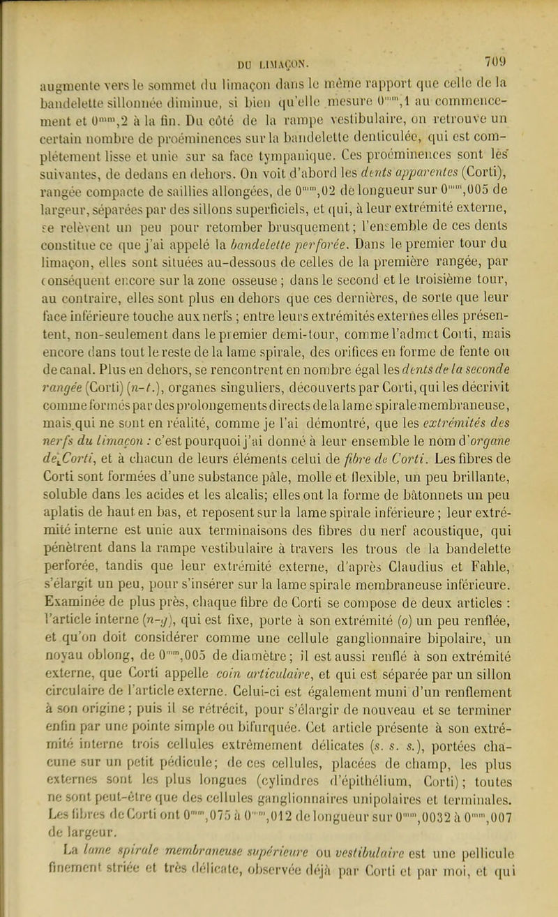 Dü I.lMACjON. 7U9 augmenlo vers le somniet du limac-oi» dans Ic meme rappovt qiie cellc de la bandelette silloniiee dimiiiue, si bicii qu'ello mesure ü,l au comtnencc- ment et ü'\2 a la fin. Du cöte de la rampe vestibulaire, on retrouve un certain nombre de proeminences surla bandelette deiiliculec, qui est com- pletenient lisse et unie sur sa face tynipauiciuc. Ces pioomiiieiices sont les suivantes, de dedans en dehors. Ou voit d'abord les dmts apparcnles (Corti), rangeo compacte de saillies alloiigees, de 0,ü2 de longueur sur 0,ü05 de largeuv, separees par des sillons supeificiels, et ([ui, ä leur extremite externe, re releveiU un peu pour retomber brusquement; l'ensemble de ces dents constituece que j'ai appele la bandelette perforee. Dans le premier tour du liniacon, elles sont siluees au-dessous de celles de la premiere rangee, par (onsequent er.core sur la zone osseuse; dans le second et le Iroisieme tour, au contraire, elles sont plus eii dehors que ces dernieres, de sorte que leur face inferieure touche aux nerfs ; entre leurs extrenaites externes elles presen- tent, non-seulement dans le premier demi-tour, commeTadmct Covti, mais encore dans tout le reste de la lame spirale, des orifices en forme de fente ou decanal. Plus en dehors, se rencontrent en nonibre egal ]es dents de la scconde i-angee [Covü) {n-t.), organes smguliers, decouverts par Corti, qui les decrivit comme formes par des prolongements d irects dela lame spirale membraneuse, mais.qui ne sont en realite, comme je Tai demontre, que les extremites des nerfs du limacon : c'est pourquoi j'ui donne ä leur ensemble le nom A'organe de'^Corti, et ä chacun de leurs elemenls celui de fiöre de Corti. Les fibres de Corti sont formees d'une substance päle, molle et llexible, un peu brillante, soluble dans les acides et les alcalis; elles ont la forme de bätonnets un peu aplatis de haut en bas, et reposent sur la lame spirale inferieui'e; leur extre- mite interne est unie aux terminaisons des fibres du nerf acoustique, qui penetrent dans la rampe vestibulaire ä travers les trous de la bandelette perforee, tandis que leur extremite externe, d'apres Claudius et Fahle, s'elargit un peu, pour s'inserer sur la lame spirale membraneuse inferieure. Examinee de plus pres, chaque übre de Corti se compose de deux articles : l'article interne (n-^j, qui est fixe, porte ä son extremite (o) un peu renflee, et qu'on doit considerer comme une cellule ganglionnaire bipolaire, un novau oblong, de0,005 de diametre; il estaussi renfle ä son extremite externe, que Corti appelle coin articulaire, et qui est separee par un sillon circulaire de l'article externe. Celui-ci est egalement muni d'un renflement ä son origine; puls il se retrecit, pour s'elargir de nouveau et se terminer enfin par une pointe simple ou bifurquee. Cet article presente ä son extre- mite interne trois cellules extremement delicates (s. s. s.), portees cha- cune sur un petit pedicule; de ces cellules, placees de champ, les plus externes sont les plus longues (cylindres d'epithelium, Corti); toutes ne sont peut-etre que des cellules gangliomiaires unipolaires et terminales. Les fibres rie Corti ont 0,075 a Ü'',ül2 de longueur sur ü,0032 a 0,007 de largeur. La lame spirale membraneuse svperieure ou vestibulaire est une pelliculc fmemcnt striee et trös delicale, obscrvee dejä par Corti et par moi, et qui