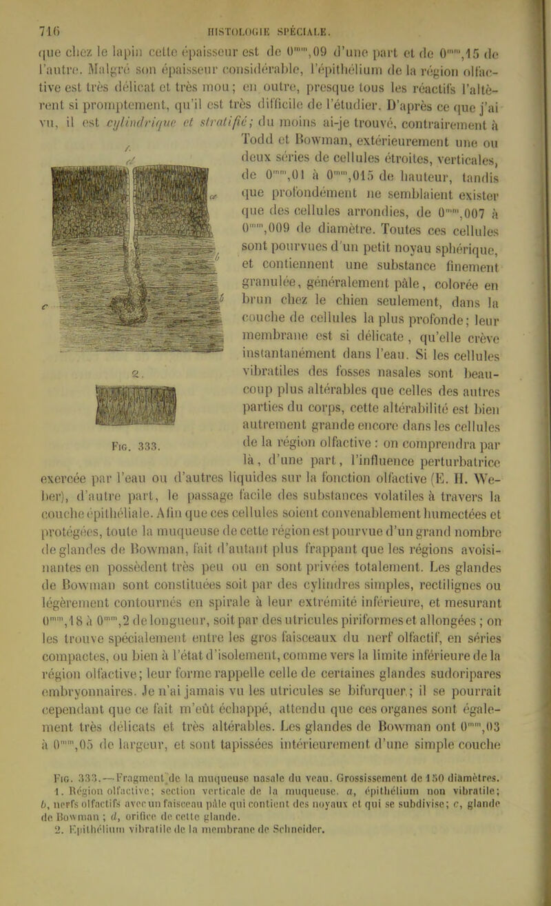 71() rilSTOLOlilH Sl'ECIAI-E. qiie cliez le lapin ceüo epaisscur est de ü,09 d'uiie part et de 0,15 de rantrc. Malyre son epaisseur c.oiisiderablc, l'tipitlieliuni de la re^ion olt'ac- tive est Ires delicat et tres mou; eii outre, presque lous les reactifs l'alte- ront si proniptoment, qu'il est tres dillicile de 1 etudier. D'apres ce (|ue j'ai vn, il est cyliiuhir/ue et siratißc; du moiiis ai-je trouvö, contraireiiieiit ä Todd et Bowman, exterieurement une ou deux series de cellules etroiles, verticales, de 0'\01 ä 0 ,015 de liauteur, tandis que prolondenient iie semblaieut existev (pie des cellules arrondies, de Ü,0Ü7 k (),009 de diametre. Toutes ces cellules sont pourvues d'un petit noyau sphörique, et contiennent une substance finement granulee, generalement päle, coloree en brmi chez le chien seulement, dans la cuuche de cellules la plus profonde; leur membraue est si delicate , qu'elle creve instantanement dans l'ean. Si les cellules vibratiles des fosses nasales sont beau- coup plus alterables que Celles des autres parties du corps, cette alterabilite est bien autrement grande encore dans les cellules de la vegion olfactive : on compreudra par lä, d'une part, l'influence perturbalricc exercee par l'eau ou d'autres liquides sur la f'onction olfactive (E. H. We- l)er), d'aulre part, le passage t'acile des subslances volatiles a travers la coucbe cpilheliale. Afin que ces cellules soient convenablement luimectees et protegees, toule la muqueuse de cette region est pourvue d'un grand nombre (leglandes de Bowman, fait d'autaiit plus frappant que les regions avoisi- iiantes en possedcnt tres peu ou en sont privees totalement. Les glandes de Bownian sont conslituees soit par des cylindres simples, rectilignes ou legerement contournes en spirale ä leur extremite inferieure, et mesurant ü,18ä 0'',2 delongueur, soit par desutriculespiriformeset allongees; on les trouve specialenient entre les gros faisceaux du nerf olfactif, en series compactes, ou bien ä l'etat d'isolement, comme vers la limite inferieure de la region olfactive; leur forme rappeile celle de certaines glandes sudoripares embryonnaires. Je n'ai jamais vu les utricules se bifurquer; il se pourrait cependant que ce (ait m'eüt ecliappe, attendu que ces organes sont egale- raent tres delicats et tres alterables. Les glandes de Bowman ont ü'',U3 ä 0,0') de largeur, et sont tapissees interieurement d'une simple couche Fig. 333. Fig. 33:j. — FragmoiU_(Jc la mmiueuse nasale du vraii. Grossissement de 150 diämetres. 1. R(''Sion oll'aciivc; seclion veilicalc de la muqueuse. o, ('pithelium iion vibralile; b, noFfs Difactifs avpruii faisccan pAlc qui contieiit. des noyaux et qui se subdivise; c, glande de liowniaii; d, orifii'c de coltp {ilande.
