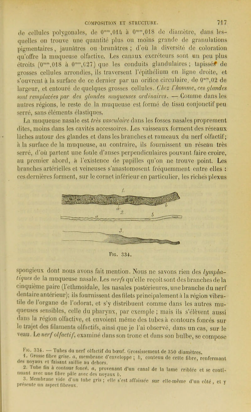 de cellulcs polygonales, de ü,014 a 0,018 de diamelre, daiis Ics- quellos 011 troiivo iinc qiiaiitite plus ou moins grande de graniilalioiis pigmentaires, jauiiätres ou bninatves ; d'oü la diversite de coloration (ju'otrre la muciueuse oltactive. Les canaux excreleurs sont uii peu plus etroits (ü,018 ä Ü,C27) que les conduits glandulaires ; tapisse^ de grosses cellules arrondies, ils traversent repitlielium en ligue droite, et s'ouvrent ä la surface de ce dernier par un orüice circulaire, de 0°,()2 de largeur, et entoure de quelques grosses cellules. Chtz L'liomme, ces (jlandcs sunt rewplacees par des (jlundes nmqucuses ordinaires. — Gomme daiis les autres regions, le reste de la muqueuse est forme de tissu conjoiictif peu serre, sans eleraents elastiques, La muqueuse nasale est tres vascidaire dans les fosses nasales proprement dites, moins dans les cavites accessoires. Les vaisseaux forment des reseaux läches autour des glandes et dans les branches et rameaux du nerf oltactil; :i la surface de la muqueuse, au contraire, ils fournissent un reseau tres serre, d'oü partent une foule d'anses perpendiculaires pouvant faire croire, au premier abord, ä l'existence de papilles qu'on ne trouve point. Les branches arterielles et veineuses s'anastomosent frequemment entre elles : res dernieres forment, sur le cornet inferieur en particulier, les riclies plexus spongieux dont nous avons fait mention. Nous ne savons rien des lympha- tiques de la muqueuse nasale. Les nerfs qu'elle repoitsont des branches de la cinquieme paire (lethmoidale, les nasales posterieures, une brauche du nerf dentaire anterieur); ils fournissent des filets principalement ä la region vibra- tde de I'organe de l'odorat, et s'y distribueiit comme dans les autres mu- queuses sensibles, celle du pharynx, par cxemple ; mais ils s'elevent aussi dans la region olfactive, et envoient meme des tubesä contours fonces sur le trajet des filaments olfactifs, ainsi que je Tai observe, dans un cas, sur le veau. Le nerf (Afactif, examitie dans son tronc et dans son bulbe, se compose Fic. 3M. — Tubcs du nerf olfaclif du bceuf. Grossisscmenl de 350 diamitrcs. 1. Grosse fihrn grise. a, mcmbrann d'cnveloppo ; h, coiUcnu de celle fibro, renrcrnianl dps nf>yaii\ pt faisant saillic nu dchors. 2. Tube firi h rontour fonrc», a, provenant d'un cnnal de In lamc criblde et se conli- riu.int avcc une fibre \)h\o. avoc des uoyau\ b. 3. Membrane vide d'un lube gris ; .-Ile s>sl iiffni.ssi^e .sur ellc-mc^inp d'un nMd cl v presenle un nspepl fibreux.