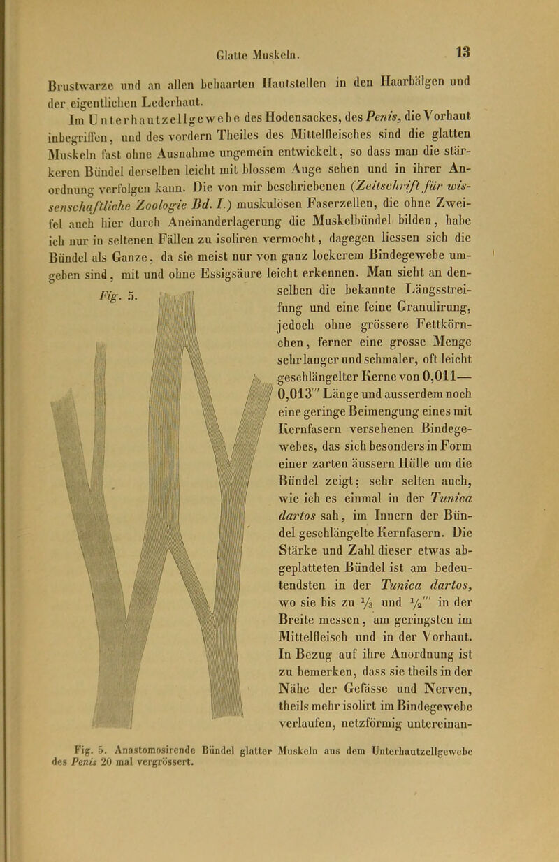 Glatte Muskeln. Fig. 5. Brustwarze und an allen behaarten Hautstellen in den Ilaarbälgcn und der eigentlichen Lederhaut. ImUuterhautzcllgewehe des Hodensackes, des Pe^^zV, die Vorhaut inbegriüen, und des vordem Theiles des Mitlelfleisches sind die glatten Muskeln fast ohne Ausnahme ungemein entwickelt, so dass man die stär- keren Bündel derselben leicht mit blossem Auge sehen und in ihrer An- ordnung verfolgen kann. Die von mir beschriebenen (Zeitschrift für wis- senschaftliche Zoologie Bd. I.) muskulösen Faserzellen, die ohne Zwei- fel auch hier durch Aneinanderlagerung die Muskelbündel bilden, habe ich nur in seltenen Fällen zu isoliren vermocht, dagegen Hessen sich die Büudel als Ganze, da sie meist nur von ganz lockerem Bindegewebe um- geben sind, mit und ohne Essigsäure leicht erkennen. Man sieht an den- selben die bekannte Längsstrei- fung und eine feine Grauulirung, jedoch ohne grössere Feltkörn- chen, ferner eine grosse Menge sehr langer und schmaler, oft leicht I geschlängelter Kerne von 0,011— II 0,013'Länge und ausserdem noch lljll eine geringe Beimengung eines mit W Kernfasern versehenen Bindege- ) ' webes, das sich besonders in Form einer zarten äussern Hülle um die Bündel zeigt; sehr selten auch, wie ich es einmal in der Tunica dartos sah, im Innern der Bün- del geschlängelte Kernfasern. Die Stärke und Zahl dieser etwas ab- geplatteten Bündel ist am bedeu- tendsten in der Tunica dartos, wo sie bis zu Ys und Ya' in der Breite messen, am geringsten im Mittelfleisch und in der Vorhaut. In Bezug auf ihre Anordnung ist zu bemerken, dass sie theils in der Nähe der Gefässe und Nerven, theils mehr isolirt im Bindegewebe verlaufen, netzförmig untereinan- Fig. 5. Anastomosircnde Bündel glatter Muskeln aus dem ünterhautzcUgewebe des Penix 20 mal vergrössert.