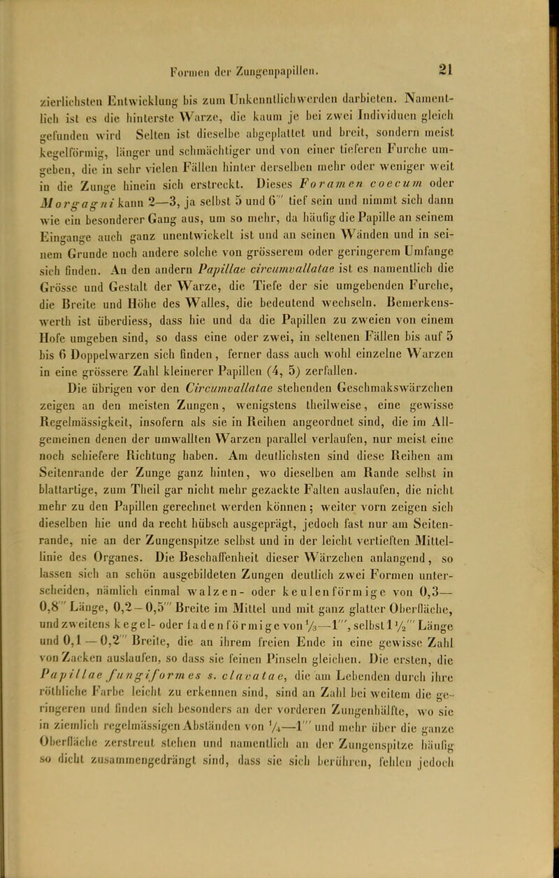 zierlichsten Entwicklung bis zum Unkenntlich werden darbieten. Nament- lich ist es die hinterste Warze, die kaum je bei zwei Individuen gleich gefunden wird Selten ist dieselbe abgeplattet und breit, sondern meist kegelförmig, länger und schmächtiger und von einer tieferen Furche um- geben, die in sehr vielen Fällen hinter derselben mehr oder weniger weit in die Zunffe hinein sich erstreckt. Dieses Foramen coecum oder Morgag««'kann 2—3, ja selbst 5 und 6 tief sein und nimmt sich dann wie ein besonderer Gang aus, um so mehr, da häufig die Papille an seinem Einan°-e auch ganz unentwickelt ist und an seinen Wänden und in sei- nem Grunde noch andere solche von grösserem oder geringerem Umfange sich linden. An den andern Papillae circumvallatae ist es namentlich die Grösse und Gestalt der Warze, die Tiefe der sie umgebenden Furche, die Breite und Höhe des Walles, die bedeutend wechseln. Bemerkens- werth ist überdiess, dass hie und da die Papillen zu zweien von einem Hofe umgeben sind, so dass eine oder zwei, in seltenen Fällen bis auf 5 bis 6 Doppelwarzen sich finden, ferner dass auch wohl einzelne Warzen in eine grössere Zahl kleinerer Papillen (4, 5) zerfallen. Die übrigen vor den Circumvallatae stehenden Geschmakswärzchen zeigen an den meisten Zungen, wenigstens theilweise, eine gewisse Regelmässigkeit, insofern als sie in Reihen angeordnet sind, die im All- gemeinen denen der umwallten Warzen parallel verlaufen, nur meist eine noch schiefere Richtung haben. Am deutlichsten sind diese Reihen am Seitenrande der Zunge ganz hinten, wo dieselben am Rande selbst in blattartige, zum Theil gar nicht mehr gezackte Falten auslaufen, die nicht mehr zu den Papillen gerechnet werden können; weiter vorn zeigen sich dieselben hie und da recht hübsch ausgeprägt, jedoch fast nur am Seiten- rande, nie an der Zungenspitze selbst und in der leicht vertieften Mittel- linie des Organes. Die Beschaffenheit dieser Wärzchen anlangend, so lassen sich an schön ausgebildeten Zungen deutlich zwei Formen unter- scheiden, nämlich einmal walzen- oder keulenförmige von 0,3— 0,8  Länge, 0,2-0,5' Breite im Mittel und mit ganz glatter Oberfläche, und zweitens kegel- oder lade n fö rmige von73 —1', selbstly2' Länge und 0,1 — 0,2 Breite, die an ihrem freien Ende in eine gewisse Zahl von Zacken auslaufen, so dass sie feinen Pinseln gleichen. Die ersten, die Pupillae fungiform es s. clavatae, die am Lebenden durch ihre röthliche Farbe leicht zu erkennen sind, sind an Zahl bei weitem die ge- riogeren und linden sieh besonders an der vorderen Zungenhälfte, wo sie in ziemlich regelmässigen Abständen von —1'und mehr über die ganze Oberfläche zerstreut stehen und namentlich an der Zungensnilze häuüe ... o i n so djeht zusammengedrängt sind, dass sie sich berühren, fehlen jedoch