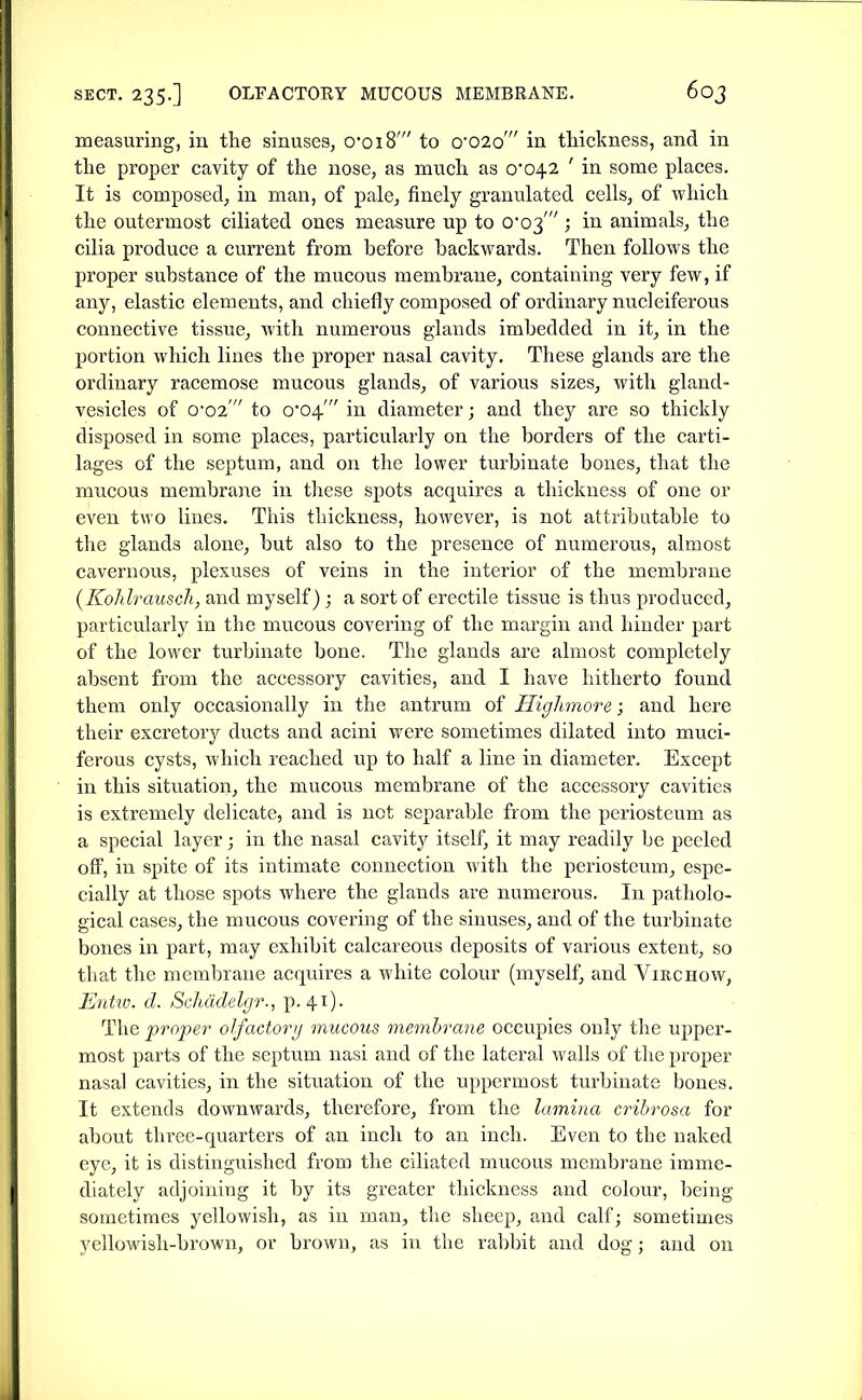 measuring, iu the sinuses, 0oi8' to o'02o' in thickness, and in the proper cavity of the nose, as much as 0*042 ' in some places. It is composed, in man, of pale, finely granulated cells, of which the outermost ciliated ones measure up to O'O^ ; in animals, the cilia produce a current from before backwards. Then follows the proper substance of the mucous membrane, containing very few, if any, elastic elements, and chiefly composed of ordinary nucleiferous connective tissue, with numerous glands imbedded in it, in the portion which lines the proper nasal cavity. These glands are the ordinary racemose mucous glands, of various sizes, with gland- vesicles of O'oz to 0'04' in diameter; and they are so thickly disposed in some places, particularly on the borders of the carti- lages of the septum, and on the lower turbinate bones, that the mucous membrane in these spots acquires a thickness of one or even two lines. This thickness, however, is not attributable to tlie glands alone, but also to the presence of numerous, almost cavernous, plexuses of veins in the interior of the membrane (KoJdrausch, and myself); a sort of erectile tissue is thus produced, particularly in the mucous covering of the margin and hinder part of the lower turbinate bone. The glands are almost completely absent from the accessory cavities, and I have hitherto found them only occasionally in the antrum of Highmore; and here their excretory ducts and acini were sometimes dilated into muci- ferous cysts, which reached up to half a line in diameter. Except in this situation, the mucous membrane of the accessory cavities is extremely delicate, and is not separable from the periosteum as a special layer; in the nasal cavity itself, it may readily be peeled off, in spite of its intimate connection with the periosteum, espe- cially at those spots where the glands are numerous. In patholo- gical cases, the mucous covering of the sinuses, and of the turbinate bones in part, may exhibit calcareous deposits of various extent, so that the membrane acquires a white colour (myself, and Vine how, Entiv. d. Schddelgr., p. 41)- The proper olfactory mucous membrane occupies only the upper- most parts of the septum nasi and of the lateral walls of the proj)er nasal cavities, in the situation of the uppermost turbinate bones. It extends downwards, therefore, from the lamina ci-ibrosa for about three-quarters of an inch to an inch. Even to the naked eye, it is distinguished from the ciliated mucous membrane imme- diately adjoining it by its greater thickness and colour, being sometimes yellowish, as iu man, the sheep, and calf; sometimes yellowish-brown, or brown, as in the rabbit and dog; and on