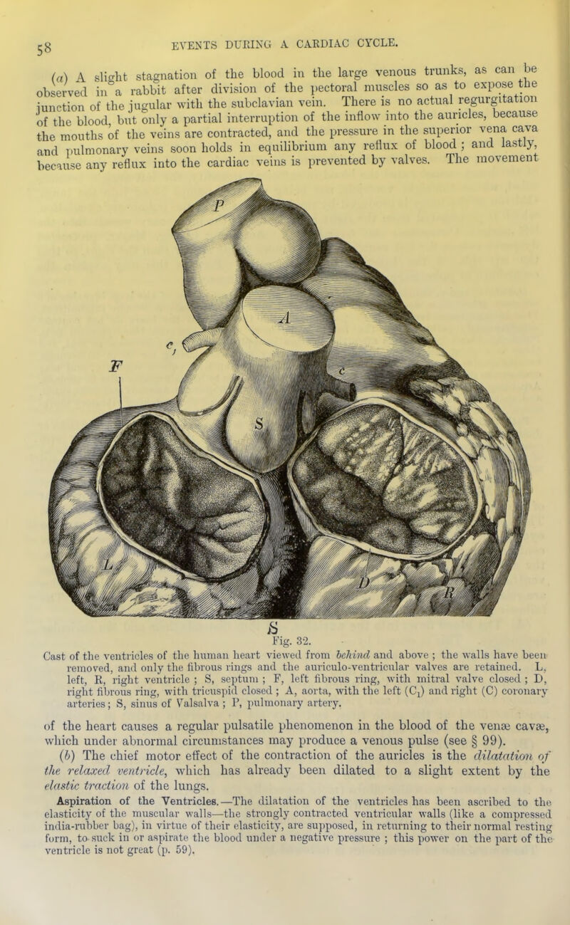 (a) A slicrht stagnation of the blood in tlie large venous trunks, as can be observed in^'a rabbit after division of the pectoral muscles so as to expose the iunction of the jugular with the subclavian vein. There is no actual regurgitation of the blood but only a partial interruption of the inflow into the auricles, because the mouths of the veins are contracted, and the pressure in the superior vena cava and i)ulmonary veins soon holds in equilibrium any reflux of blood ; and lastly, because any reflux into the cardiac veins is prevented by valves. The movement Fig. 32. Cast of the ventricles of the human heart viewed from heJiind and above ; the walls have been removed, and only the fibrous rings and the auriculo-ventricular valves are retained. L, left, R, right ventricle ; S, septum ; F, left fibrous ring, with mitral valve closed ; D, right fibrous ring, with tricuspid closed ; A, aorta, with the left {Cj) and right (C) coronary arteries; S, sinus of Valsalva ; P, pulmonary artery. of the heart causes a regular pulsatile phenomenon in the blood of the venai cavae, which under abnormal circumstances may produce a venous pulse (see § 99). (b) The chief motor effect of the contraction of the auricles is the dilatation of the relaxed ventricle, which has already been dilated to a slight extent by the elastic traction of the lungs. Aspiration of the Ventricles. —The dilatation of the ventricles has been ascribed to the elasticity of the muscular walls—the strongly contracted ventricular walls (like a compressed india-rubber bag), in virtue of their elasticity, are supposed, in returning to their normal resting form, to suck in or aspirate the blood under a negative pressure ; this power on the part of the ventricle is not great (p. 59).
