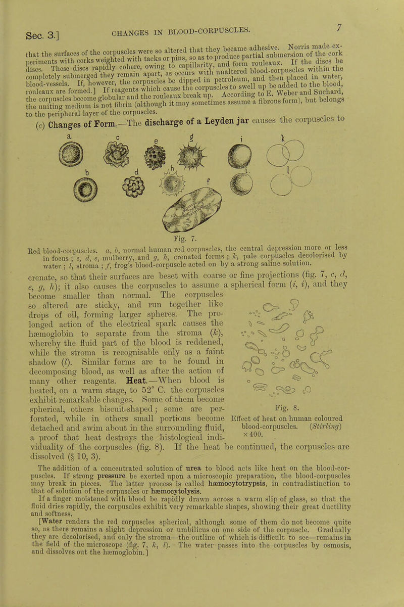 the s»rf.r of the ^SpC^KLeS of afcS periments with corks weighted with tacks 01 pi is,, so as to proa j If the discs be to the peripheral layer of the corpuscles. (c) Changes of Form.-The discharge of a Leyden jar causes the corpuscles to k Q% 7^ o .9 o o \ .J Fig. 7. Red blood-corpuscles, a, 6, normal human red corpuscles, the central depression more or less in focus ; c, cl, e, mulberry, and g, h, crenated forms ; k, pale corpuscles decolorised by water ; I, stroma ; /, frog's blood-corpuscle acted on by a strong saline solution. eremite, so that their surfaces are beset with coarse or fine projections (fig. 7, c, d, e, g, h); it also causes the corpuscles to assume a spherical form (i, i), and they become smaller than normal. The corpuscles so altered are sticky, and run together like drops of oil, forming larger spheres. The pro- longed action of the electrical spark causes the haemoglobin to separate from the stroma (k), whereby the fluid part of the blood is reddened, while the stroma is recognisable only as a faint shadow (I). Similar forms are to be found in decomposing blood, as well as after the action of many other reagents. Heat.—When blood is heated, on a warm stage, to 52° C. the corpuscles exhibit remarkable changes. Some of them become spherical, others biscuit-shaped; some are per- forated, while in others small portions become detached and swim about in the surrounding fluid, a proof that heat destroys the histological indi- viduality of the corpuscles (fig. 8). If the heat be continued, the corpuscles are dissolved (§ 10, 3). The addition of a concentrated solution of urea to blood acts like heat on the blood-cor- puscles. If strong pressure be exerted upon a microscopic preparation, the blood-corpuscles may break in pieces. The latter process is called hsemocytotrypsis, in contradistinction to that of solution of the corpuscles or hsemocytolysis. If a finger moistened with blood be rapidly drawn across a warm slip of glass, so that the fluid dries rapidly, the corpuscles exhibit very remarkable shapes, showing their great ductility and softness. [Water renders the red corpuscles spherical, although some of them do not become quite so, as there remains a slight depression or umbilicus on one side of* the corpuscle. Gradually they are decolorised, and only the stroma—the outline of which is difficult to see—remains in the field of the microscope (fig. 7, Jc, I). The water pusses into the corpuscles by osmosis, and dissolves out the hemoglobin.] Fig. 8. Effect of heat on human coloured blood-corpuscles. {Stirling) x400.