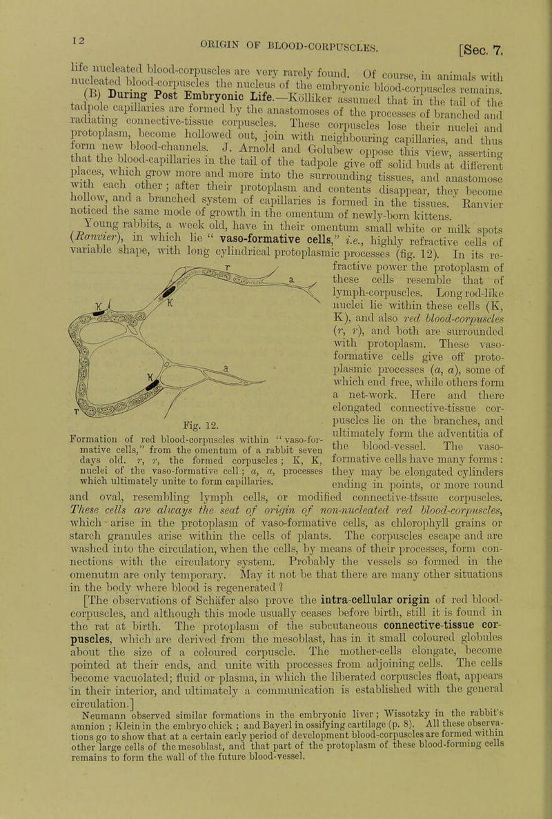[Sec. 7. life nucleated blood-corpuscles are - very rarely found. Of course, j„ animals with n illKT? £ ^e nucleus oi the embryonic b] L-corpuscles remains. (B) During Post Embryonic Life.-Kblliker assumed that u the tail of Hie Se paries are ormed by the anastomoses of the processes of bmnched and radiating connective-tissue corpuscles. These corpuscles Ins, their nucle protoplasm become ho lowed out, join with neighbouring capillaries, and tin, form new Wood-channels. J. Arnold and Golubew oppote this view, asserting that the blood-capillaries in the tail of the tadpole give off solid buds at different places, which pW more and more into the surrounding tissues, and anastomose with each other; after their protoplasm and contents disappear, they become hollow, and a branched system of capillaries is formed in the tissues. Ranvier noticed the same mode of growth in the omentum of newly-born kittens Young rabbits, a week old, have in their omentum small white or milk spots {Ranvier) m which lie  vaso-formative cells, i.e., highly refractive, cells of variable shape, with long cylindrical protoplasmic processes (fig. 12). In its re- fractive power the protoplasm of these cells resemble that of lymph-corpuscles. Long rod-] ike nuclei lie within these cells (K, K), and also red blood-corpuscles (r, ?•), and both are surrounded with protoplasm. These vaso- formative cells give off proto- plasmic processes (a, a), some of which end free, while others form a net-Avork. Here and there elongated connective-tissue cor- puscles lie on the branches, and ultimately form the adventitia of the blood-vessel. The vaso- formative cells have many forms : they may be elongated cylinders ending in points, or more round Fig. 12. Formation of red blood-corpuscles within  vaso-for- mative cells, from the omentum of a rabbit seven days old. r, r, the formed corpuscles ; K, K, nuclei of the vaso-formative cell; a, a, processes which ultimately unite to form capillaries. and oval, resembling lymph cells, or modified connective-tissue corpuscles. These cells are ahcays the seat of origin of non-nucleated red hlood-corimscles, which arise in the protoplasm of vaso-formative cells, as chlorophyll grains or starch granules arise within the cells of plants. The corpuscles escape and are washed into the circulation, when the cells, by means of their processes, form con- nections with the circulatory system. Probably the vessels so formed in the omenutm are only temporary. May it not be that there are many other situations in the body where blood is regenerated 1 [The observations of Schafer also prove the intra-cellular origin of red blood- corpuscles, and although this mode usually ceases before birth, still it is found in the rat at birth. The protoplasm of the subcutaneous connective-tissue cor- puscles, which are derived from the mesoblast, has in it small coloured globules about the size of a coloured corpuscle. The mother-cells elongate, become pointed at their ends, and unite with processes from adjoining cells. The cells become vacuolated; fluid or plasma, in which the liberated corpuscles float, appears in their interior, and ultimately a communication is established with the general circulation.] Neumann observed similar formations in the embryonic liver ; Wissotzky in the rabbit's amnion ; Klein in the embryo chick ; and Bayerl in ossifying oartilage (p. 8). All these obscn a - tions go to show that at a certain early period of development blood-corpuscles are formed within other large cells of the mesoblast, and that part of the protoplasm of these blood-forming cells remains to form the wall of the future blood-vessel.