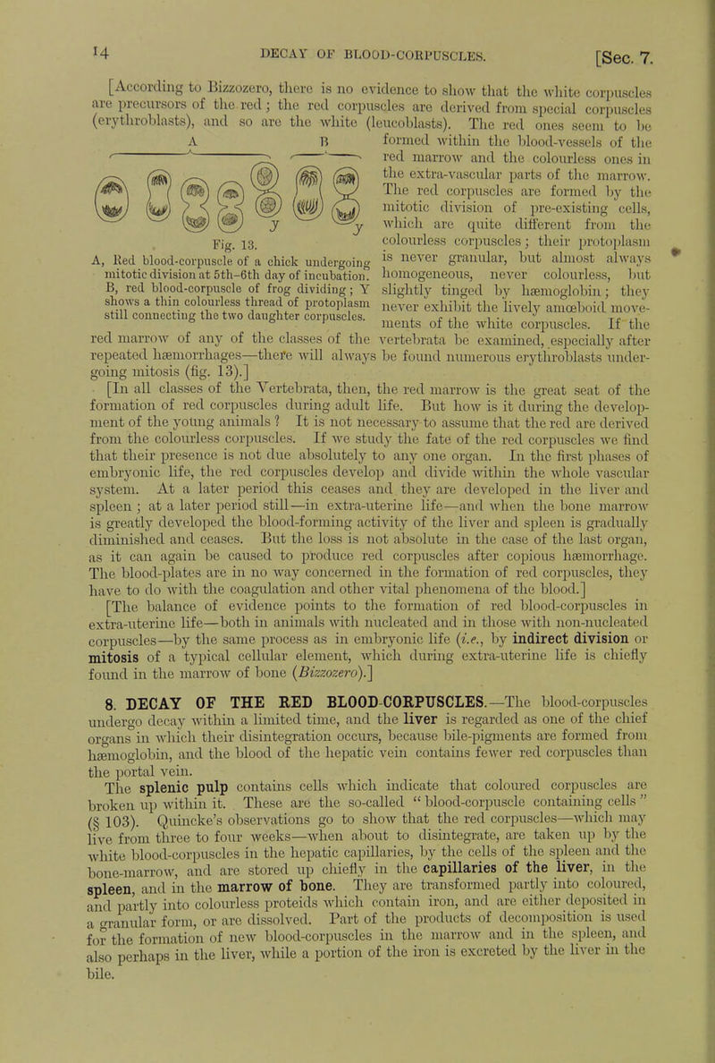 [According to Bizzozero, there is no evidence to show that the white corpuscles are precursors of the red; the red corpuscles are derived from special corpuscles (erythroblasts), and so are the white (leucoblasts). The red ones seem to he formed within the blood-vessels of the red marrow and the colourless ones in the extra-vascular parts of the marrow. The red corpuscles are formed by the mitotic division of pre-existing cells, which are quite different from the Fie. 13. colourless corpuscles; their protoplasm A, Red blood-corpuscle of a chick undergoing is never granular, but almost always mitotic division at 5th-6th day of incubation homogeneous, never colourless, but B, red blood-corpuscle of frog dividing; Y slightly tinged by haemoglobin ; they shows a thin colourless thread of protoplasm never exhibit the lively amoel)ni(l move. still connecting the two daughter corpuscles. , £ ,1 , J , Tf 6 y ments of the white corpuscles. If the red marrow of any of the classes of the vertebrata be examined, especially after repeated haemorrhages—there will always be found numerous erythroblasts under- going mitosis (fig. 13).] [In all classes of the Vertebrata, then, the red marrow is the great seat of the formation of red corpuscles during adult life. But how is it during the develop- ment of the young animals 1 It is not necessary to assume that the red are derived from the colourless corpuscles. If we study the fate of the red corpuscles we find that their presence is not due absolutely to any one organ. In the first phases of embryonic life, the red corpuscles develop and divide within the whole vascular system. At a later period this ceases and they are developed in the liver and spleen ; at a later period still—in extra-uterine life—and when the bone marrow is greatly developed the blood-forming activity of the liver and spleen is gradually diminished and ceases. But the loss is not absolute in the case of the last organ, as it can again be caused to produce red corpuscles after copious haemorrhage. The blood-plates are in no way concerned in the formation of red corpuscles, they have to do with the coagulation and other vital phenomena of the blood.] [The balance of evidence points to the formation of red blood-corpuscles in extra-uterine life—both in animals with nucleated and in those with non-nucleated corpuscles—by the same process as in embryonic life (i.e., by indirect division or mitosis of a typical cellular element, which during extra-uterine life is chiefly found in the marrow of bone (Bizzozero).] 8. DECAY OF THE RED BLOOD-CORPUSCLES. —The blood-corpuscles undergo decay within a limited time, and the liver is regarded as one of the chief organs in which their disintegration occurs, because bile-pigments are formed from haemoglobin, and the blood of the hepatic vein contains fewer red corpuscles than the portal vein. The splenic pulp contains cells which indicate that coloured corpuscles are broken up within it. These are the so-called  blood-corpuscle containing cells  (§ 103). Quincke's observations go to show that the red corpuscles—which may live from three to four weeks—when about to disintegrate, are taken up by the white blood-corpuscles in the hepatic capillaries, by the cells of the spleen and the bone-marrow, and are stored up chiefly in the capillaries of the liver, in the spleen, and in the marrow of hone. They are transformed partly into coloured, and partly into colourless proteids which contain iron, and are either deposited in a granular form, or arc dissolved. Part of the products of decomposition is used for the formation of new blood-corpuscles in the marrow and in the spleen, and also perhaps in the liver, while a portion of the iron is excreted by the liver in the bile.
