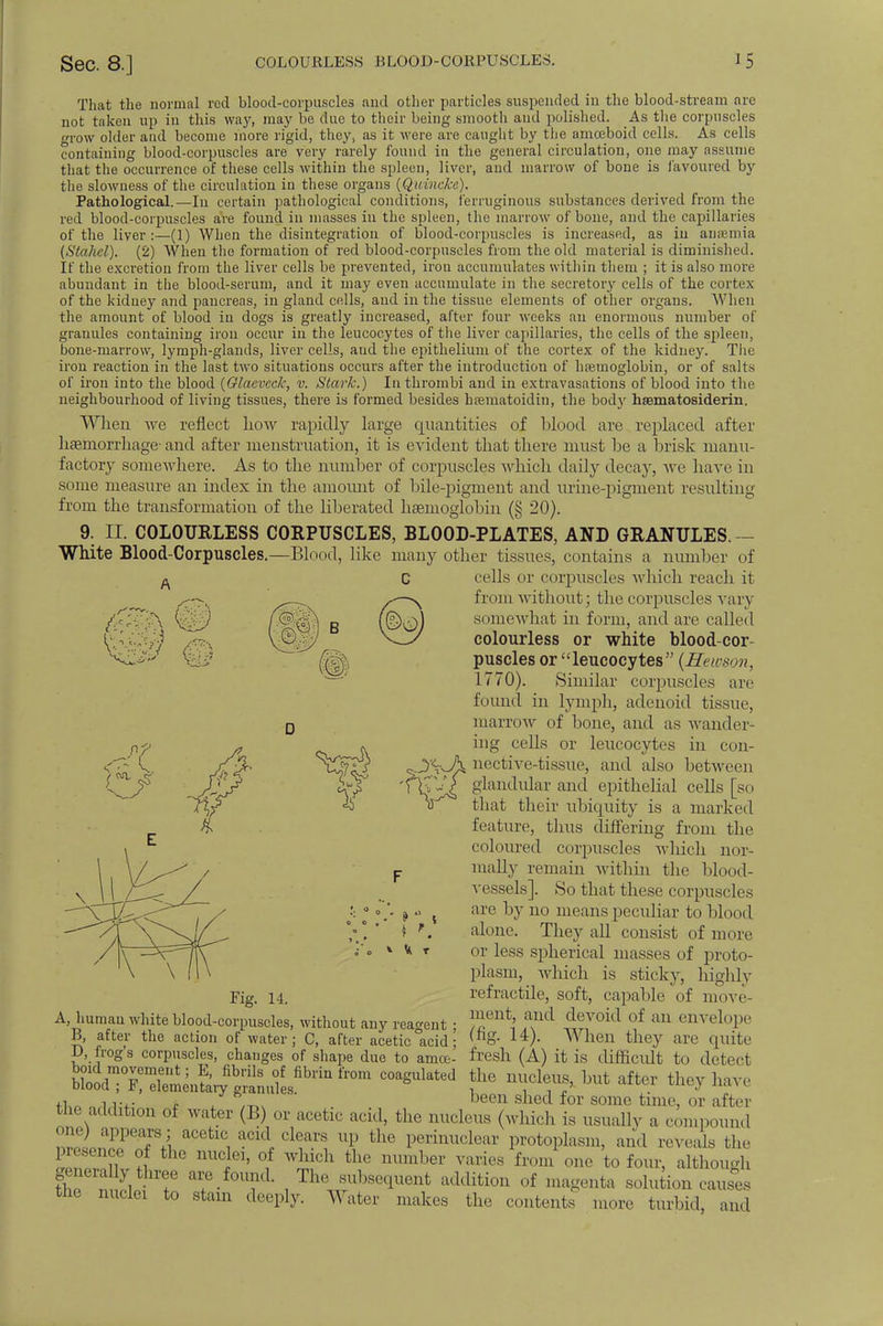 That the normal rod blood-corpuscles and other particles suspended in the blood-stream are not taken up in this way, may be due to their being smooth and polished. As the corpuscles grow older and become more rigid, they, as it were are caught by the amoeboid cells. As cells containing blood-corpuscles are very rarely found in the general circulation, one may assume that the occurrence of these cells within the spleen, liver, and marrow of bone is favoured by the slowness of the circulation in these organs (Quincke). Pathological.—In certain pathological conditions, ferruginous substances derived from the red blood-corpuscles are found in masses in the spleen, the marrow of bone, and the capillaries of the liver:—(1) When the disintegration of blood-corpuscles is increased, as in anaemia (Stahel). (2) When the formation of red blood-corpuscles from the old material is diminished. If the excretion from the liver cells be prevented, iron accumulates within them ; it is also more abundant in the blood-serum, and it may even accumulate in the secretory cells of the cortex of the kidney and pancreas, in gland cells, and in the tissue elements of other organs. When the amount of blood in dogs is greatly increased, after four weeks an enormous number of granules containing iron occur iii the leucocytes of the liver capillaries, the cells of the spleen, bone-marrow, lymph-glands, liver cells, and the epithelium of the cortex of the kidney. The iron reaction in the last two situations occurs after the introduction of haemoglobin, or of salts of iron into the blood (Glacvcck, v. Stark.) In thrombi and in extravasations of blood into the neighbourhood of living tissues, there is formed besides hfematoidin, the body hsematosiderin. When we reflect Low rapidly large quantities of blood are replaced after haemorrhage-and after menstruation, it is evident that there must be a brisk manu- factory somewhere. As to the number of corpuscles which daily decay, we have in some measure an index in the amount of bile-pigment and urine-pigment resulting from the transformation of the liberated haemoglobin (§ 20). 9. II. COLOURLESS CORPUSCLES, BLOOD-PLATES, AND GRANULES. — White Blood-Corpuscles.—Blood, like many other tissues, contains a number of A C cells or corpuscles which reach it from without; the corpuscles van somewhat in form, and are called colourless or white blood-cor- puscles or leucocytes (S<ewson, 1770). Similar corpuscles are found in lymph, adenoid tissue, marrow of bone, and as wander- ing cells or leucocytes in con- nective-tissue, and also between glandular and epithelial cells [so that their ubiquity is a marked feature, thus differing from the coloured corpuscles which nor- mally remain within the blood- vessels]. So that these corpuscles are by no means peculiar to blood alone. They all consist of more or less spherical masses of proto- plasm, which is sticky, highly retractile, soft, capable of move- ment, and devoid of an envelope (fig. 14). When they are quite fresh (A) it is difficult to detect the nucleus, but after they have been shed for some time, or after & Fig. 14. A, human white blood-corpuscles, without any reagent ; B, after the action of water; C, after acetic°acid; D, frog's corpuscles, changes of shape due to amoe- boid movement; E, fibrils of fibrin from coagulated blood ; F, elementary granules. the addition of water (B) or acetic acid, the nucleus (which is usually a compound one) appears; acetic acid clears up the perinuclear protoplasm, and reveals the P>-sence of the nuclei, of which the number varies from one to four, although generally three are found. The subsequent addition of magenta solution nuclei to stain deeply. Water makes the contents the 6* causes more turbid, and