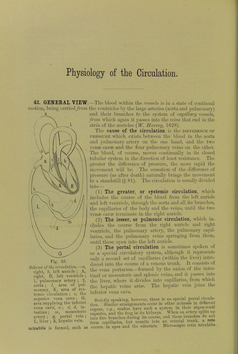 Physiology of the Circulation. 42. GENERAL VIEW. motion, being carried from Fig. 33. Scheme of the circulation.—a, right, b, left auricle ; A, right, B, left ventricle ; 1, pulmonary artery ; 2, aorta ; I, area of pul- monary, K, area of sys- temic circulation ; o, the superior vena cava; G, area supplying the inferior vena cava, u; d, d, in- testine ; Ml, mesenteric artery ; q, portal vein ; L, liver ; h, hepatic vein. mirabile is formed, such as —The blood within the vessels is in a state of continual the ventricles by the large arteries (aorta and pulmonary) and their branches to the system of capillary vessels, from which again it passes into the veins that end in the atria of the auricles (W. Harvey, 1628). The cause of the circulation is the difference of pressure which exists between the blood in the aorta and pulmonary artery on the one hand, and the two venae cavffl and the four pulmonary veins on the other. The blood, of course, moves continually in its closed tubular system in the direction of least resistance. The greater the difference of pressure, the more rapid the movement will be. The cessation of the difference of pressure (as after death) naturally brings the movement to a standstill (§ 81). The circulation is usually divided into— (1) The greater, or systemic circulation, which includes the course of the blood from the left auricle and left ventricle, through the aorta and all its branches, the capillaries of the body and the veins, until the two venae cavae terminate in the right auricle. (2) The lesser, or pulmonic circulation, which in- cludes the course from the right auricle and right ventricle, the pulmonary artery, the pulmonary capil- laries, and the pulmonary veins springing from them, until these open into the left auricle. (3) The portal circulation is sometimes spoken of as a special circulatory system, although it represents only a second set of capillaries (within the liver) intro- duced into the course of a venous trunk. It consists of the vena portarum—formed by the union of the intes- tinal or mesenteric and splenic veins, and it passes into the liver, where it divides into capillaries, from which the hepatic veins arise. The hepatic vein joins the inferior vena cava. Strictly speaking, however, there is no special portal , in ula- tion. Similar arrangements occur in other animals ill different organs, e.g.. snakes have such a system in their supra-renM capsules, and the frog in its kidneys. When an artery splits up into fine branches during its course, and these branches do not form capillaries, but reunite into an arterial trunk, a rete occurs in apes and the edentata. Microscopic retia mirafelu