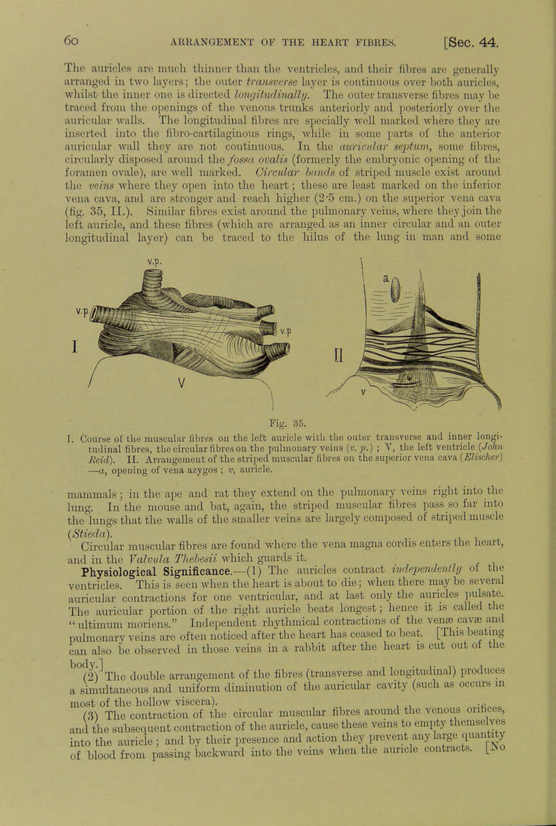 The auricles are much thinner than the ventricles, and their fibres are generally arranged in two layers; the outer transverse layer is continuous over both auricles, whilst t he inner one is directed longitudinally. The outer transverse fibres may !»■ traced from tin' openings of the venous trunks anteriorly and posteriorly over the auricular walls. The longitudinal fibres arc specially well marked where they are inserted into the fibro-cartilaginous rings, while in some parts of the anterior auricular wall they are not continuous. In the auricular septum, some fibres, circularly disposed around the fossa ovalis (formerly the embryonic opening of the foramen ovale), are well marked. Circular bands of striped muscle exist around the veins where they open into the heart; these are least marked on the inferior vena cava, and are stronger and reach higher (2-5 cm.) on the superior vena cava (tig. 35, II.). Similar fibres exist around the pulmonary veins, where they join the left auricle, and these fibres (which are arranged as an inner circular and an outer longitudinal layer) can be traced to the hilus of the lung in man and some Fig. 35. I. Course of the muscular fibres ou the left auricle with the outer transverse and inner longi- tudinal fibres, the circular fibres on the pulmonary veins {v.p.) ; V, the left ventricle {John Beid). II. Arrangement of the striped muscular fibres on the superior vena cava (Elisehcr) —a, opeuing of vena azygos ; v, auricle. mammals ; in the ape and rat they extend on the pulmonary veins right into the lung. In the mouse and bat, again, the striped muscular fibres pass so far into the lungs that the walls of the smaller veins are largely composed of striped muscle {Stieda). Circular muscular fibres are found where the vena magna cordis enters the heart, and in the Valvula Thebesii which guards it. Physiological Significance.—(1) The auricles contract independently of the ventricles. This is seen when the heart is about to die; when there may be several auricular contractions for one ventricular, and at last only the auricles pulsate. The auricular portion of the right auricle beats longest; hence it is called the  ultimum moriens. Independent rhythmical contractions of the ven» cavse and pulmonary veins are often noticed after the heart has ceased to beat. [This beating can also be observed in those veins in a rabbit after the heart is cut out of the ^(I^The double arrangement of the fibres (transverse and longitudinal) produces a simultaneous and uniform diminution of the auricular cavity (such as occurs m most of the hollow viscera). (3) The contraction of the circular muscular fibres around the venous orifices, and the subsequent contraction of the auricle, cause these veins to empty themselves into the auricle ; and by their presence and action they prevent any large quantity of blood from passing backward into the veins when the auricle contracts. [SSo