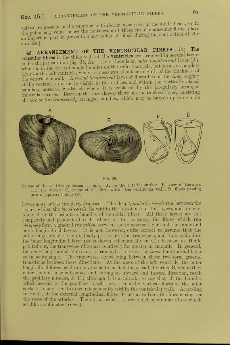 „f in tin- snnerior and inferior vena cava in the adult heart, or in auricles.] 45 ARRANGEMENT OF THE VENTRICULAR FIBRES.-(2) The muscular fibres in the thick wall of the ventricles are arranged in several layers under the pericardium (fig. 36, A). First, there is an outer longitudmal layer (A) which is in the form of single bundles on the right ventricle, but forms a complete layer on the left ventricle, where it measures about one-eighth of the thickness ot the ventricular wall. A second longitudinal layer of fibres lies on the inner surface of the ventricles, distinctly visible at the orifices, and within the vertically placed papillary muscles, whilst elsewhere it is replaced by the irregularly arranged trabecule camera. Between these two layers there lies the thickest layer, consisting of more or less transversely arranged bundles, which may be broken up into single Fig. 36. Course of the ventricular muscular fibres. A, ou the anterior surface ; B, view of the apex with the vortex ; C, course of the fibres within the ventricular wall; D, fibres passing into a papillary muscle (j>). layers more or less circularly disposed. The deep lymphatic vessels run between the layers, whilst the Mood-vessels lie within the substance of the layers, and are sur- rounded by the primitive bundles of muscular fibres. All three layers are not completely independent of each other; on the contrary, the fibres which run obliquely form a gradual transition between the transverse layers and the inner and outer longitudinal layers. It is not, however, quite correct to assume that the outer longitudinal layer gradually passes into the transverse, and this again into the inner longitudinal layer (as is shown schematically in C); because, as Henle pointed out, the transverse fibres are relatively far greater in amount. In general, the outer longitudinal fibres are so arranged as to cross the inner longitudinal layer at an acute angle. The transverse layers lying between these two form gradual transitions between these directions. At the apex of the left ventricle, the outer longitudinal fibres bend or curve so as to meet at the so-called vortex B, where they enter the muscular substance, and, taking an upward and inward direction, reach the papillary muscles, P, I); although it is a mistake to say that all the bundles winch ascend to the. papillary muscles arise from the vertical fibres of the outer surface ; many seem to arise independently within the ventricular wall. According to Henle, all the external longitudinal fibres do not arise from the fibrous rings or the roots of the arteries. The mitral orifice is surrounded by circular fibres which act like a sphincter {Henle).
