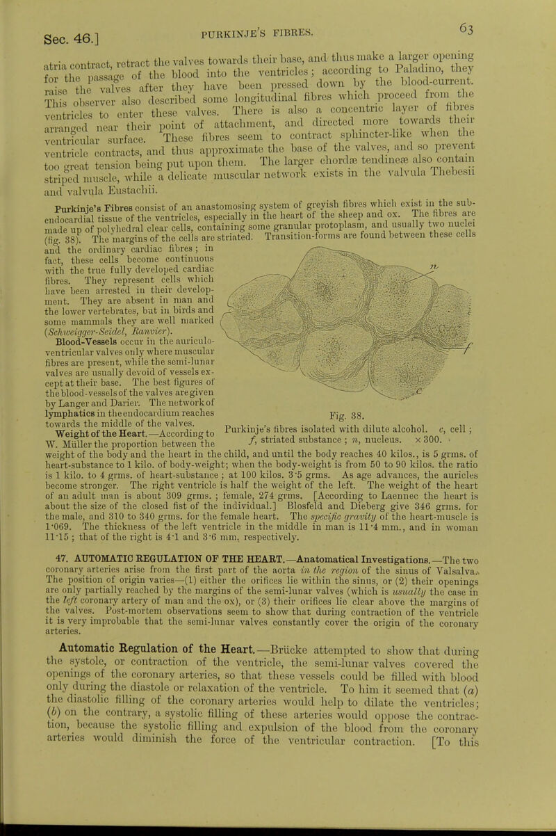 7V . „„x vph.nf.t the valves towards bheir base, and thus make a larger opening tXl Z age of 1 1 the ventricles; according to Paladino, they J'1,, 'v K,.s after they have been pressed down by the blooo^-cnrrent T observer also described some longitudinal fibres which pro,,,,! from the ve rHes to enter these valves. There is also a concentric layer of fibres 1 near their point of attachment, and directed more towards their ^Snlar surface These fibres seem to contract sphincter-hke when the l,,;;^, and thus approximate the base of the valves, and so preven too great tension being put upon them. The larger chord® tending also.contain striped muscle, while a deheate muscular network exists m the valvula Thebesn and valvula Eustachii. Purkinje's Fibres consist of an anastomosing system of greyish fibres which exist in the sub- endocardial tissue of the ventricles, especially in the heart of the sheep and ox. The fibres are made up of polyhedral clear cells, containing some granular protoplasm, and usually two nuclei (fig. 38). The margins of the cells are striated. Transition-forms are found between these cells and the ordinary cardiac fibres ; in fact, these cells become continuous with the true fully developed cardiac fibres. They represent cells which have been arrested in their develop- ment. They are absent in man and the lower vertebrates, but in birds and some mammals they are well marked (ScJnveigger-Scidel, Ranvier). Blood-Vessels occur in the auriculo- ventricular valves only where muscular / fibres are present, while the semi-lunar valves are usually devoid of vessels ex- cept at their base. The best figures of theblood-vesselsof the valves are given by Langer and Darier. The network of lymphatics in the endocardium reaches -pig. 38. towards the middle of the valves. „ . . . , , . . , ... ... , , , ,, Weight of the Heart.-According to Pirkinje s fibres isolated with dilute alcohol e, cell ; W. Miiller the proportion between the /> stnated substance ; n, nucleus, x 300. ■ weight of the body and the heart in the child, and until the body reaches 40 kilos., is 5 grms. of heart-substance to 1 kilo, of body-weight; when the body-weight is from 50 to 90 kilos, the ratio is 1 kilo, to 4 grms. of heart-substance ; at 100 kilos. 3'5 grms. As age advances, the auricles become stronger. The right ventricle is half the weight of the left. The weight of the heart of an adult man is about 309 grms. ; female, 274 grms. [According to Laennec the heart is about the size of the closed fist of the individual.] Blosfeld and Dieberg give 346 grms. for the male, and 310 to 340 grms. for the female heart. The specific gravity of the heart-muscle is 1*069. The thickness of the left ventricle in the middle in man is 11 4 mm., and in woman 11*15 ; that of the right is 4*1 and 3*6 mm. respectively. 47. AUTOMATIC REGULATION OF THE HEART. —Anatomatical Investigations.—The two coronary arteries arise from the first part of the aorta in the region of the sinus of Valsalva.. The position of origin varies—(1) either the orifices lie within the sinus, or (2) their openings are only partially reached by the margins of the semi-lunar valves (which is usually the case in the left coronary artery of man and the ox), or (3) their orifices lie clear abovo the margins of the valves. Post-mortem observations seem to show that during contraction of the ventricle it is very improbable that the semi-lunar valves constantly cover the origin of the coronary arteries. Automatic Regulation of the Heart. —Briicke attempted to show that during the systole, or contraction of the ventricle, the semi-lunar valves covered the openings of the coronary arteries, so that these vessels could be filled with blood only during the diastole or relaxation of the ventricle. To him it seemed that (a) the diastolic filling of the coronary arteries would help to dilate the ventricles; (b) on the contrary, a systolic filling of these arteries would oppose the contrac- tion, because the systolic filling and expulsion of the blood from the coronary arteries would diminish the force of the ventricular contraction. [To this
