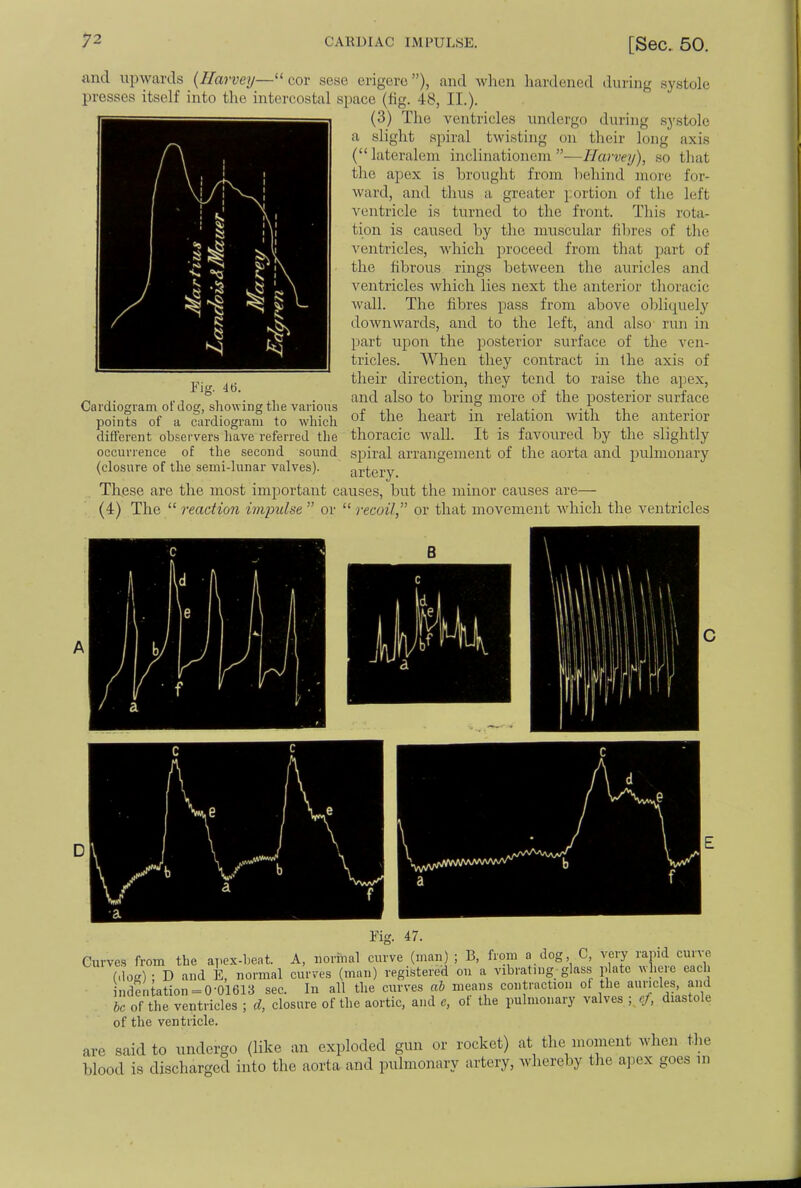 and upwards (Harvey—cor sese erigere), and when hardened during systole presses itself into the intercostal space (tig. 48, II.). (3) The ventricles undergo during systole a slight spiral twisting on their long axis (lateralem inclinationem —Harvey), so that the apex is brought from behind more for- ward, ami thus a greater portion of the lefl ventricle is turned to the front. This rota- tion is caused by the muscular fibres of the ventricles, which proceed from that part of the fibrous rings between the auricles and ventricles which lies next the anterior thoracic wall. The fibres pass from above obliquely downwards, and to the left, and also run in part upon the posterior surface of the ven- tricles. When they contract in the axis of their direction, they tend to raise the apex, and also to bring more of the posterior surface Cardiogram ot dog, showing the various ., ., , .° , ,. points of a cardiogram to which of the heart 111 Nation with the anterior different observers have referred the thoracic wall. It is favoured by the slightly occurrence of the second sound spiral arrangement of the aorta and pulmonary (closure of the semi-lunar valves). artery These are the most important causes, but the minor causes are— (4) The  reaction impulse  or  recoil, or that movement which the ventricles B Fig. 47. Curves from the aT.ex-beat. A, normal curve (man) ; B, from a dog C, very rapid curve (do*) ; D and E, normal curves (man) registered on a vibrating glass plate where each nde .tation = 0-01613 sec. In all the curves ab means contraction of the auricles, and be of the ventricles ; d, closure of the aortic, and e, of the pulmonary valves ; cf, diastole of the ventricle. are said to undergo (like an exploded gun or rocket) at the moment when the blood is discharged into the aorta and pulmonary artery, whereby the apex goes m