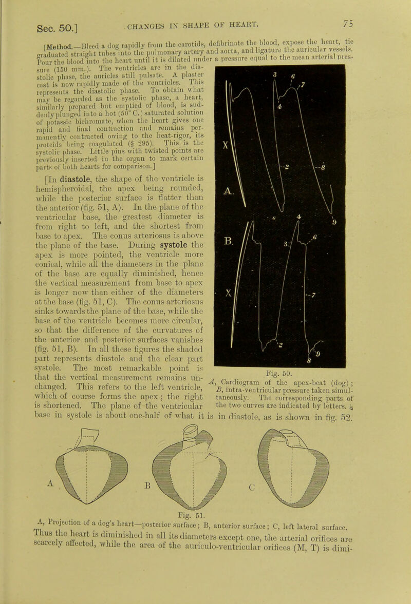 CHANGES IN SHAPE OF HEART. Method -Bleed a dog rapidly from the carotids, defibnnatc the blood, expose the heart, tie JSfated straight tubes into the pulmonary artery and aorta, and l.gature the auricular vessel . fourSrbloodInto the heart until it is dilated under a pressure equal to the mean arterial pres- sure (150 mm.). The ventricles are in the dia- stolic phase, the auricles still pulsate. A plaster cast is now rapidly made of the ventricles. This represents the diastolic phase. To obtain what may be regarded as the systolic phase, a heart, similarly prepared but emptied of blood, is sud- denly plunged into a hot (50° C.) saturated solution of potassic bichromate, when the heart gives one rapid and final contraction and remains per- manently contracted owing to the heat-rigor, its protcids being coagulated (§ 295). This is the systolic phase. Little pins with twisted points are previously inserted in the organ to mark certain parts of both hearts for comparison.] [In diastole, the shape of the ventricle is heniispheroidal, the apex being rounded, while the posterior surface is flatter than t he anterior (fig. 51, A). In the plane of the ventricular base, the greatest diameter is from right to left, and the shortest from base to apex. The conus arteriosus is above tin' plane of the base. During systole the apex is more pointed, the ventricle more conical, while all the diameters in the plane of the base are equally diminished, hence the vertical measurement from base to apex is Longer now than either of the diameters at the base (fig. 51, C). The conus arteriosus sinks towards the plane of the base, while the base of the ventricle becomes more circular, so that the difference of the curvatures of tin- anterior and posterior surfaces vanishes (fig. 51, B). In all these figures the shaded part represents diastole and the clear part systole. The most remarkable point is that the vertical measurement remains un- changed. This refers to the left ventricle, which of course forms the apex; the right is shortened. The plane of the ventricular Cardiogram of the apex-beat (dog) ; B, intra-ventricular pressure taken simul- taneously. The corresponding parts of the two curves are indicated by letters. 3 base in systole is about one-half of what it is in diastole, as is shown in fig. 52. Fig. 51. A, Projection of a dog's heart-posterior surface; B, anterior surface; C, left lateral surface. unriv! al! ^diametersexcept one, the arterial orifices are scarcely affected, while the area of the auriculo-ventricular orifices (M, T) is dimi-