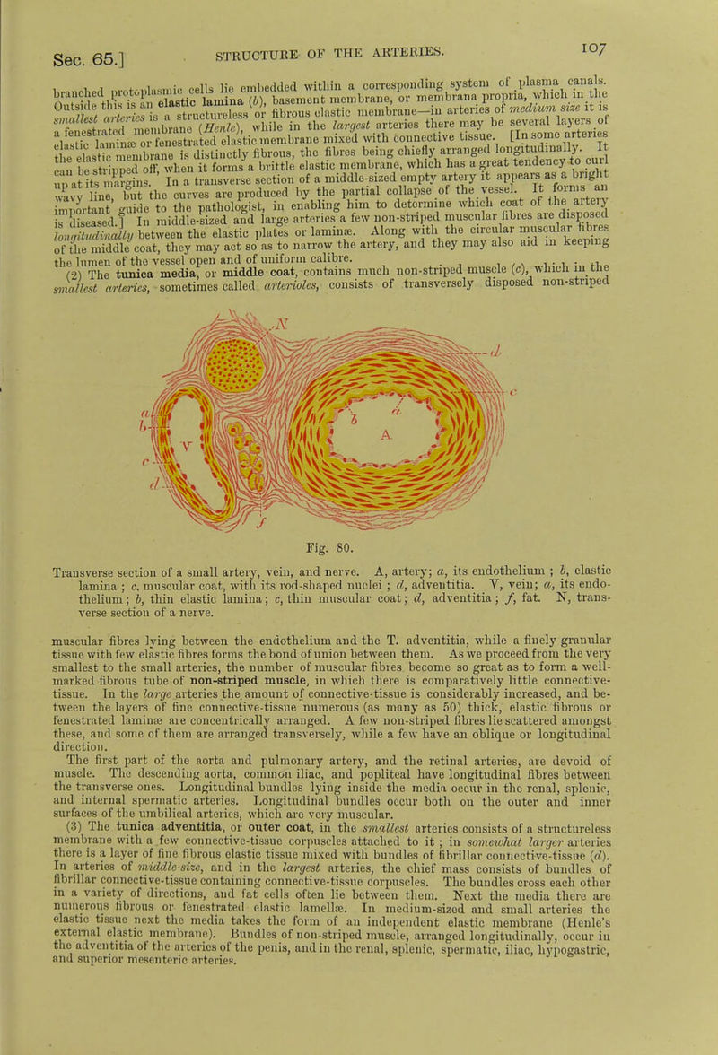 1 <*h*A nrnt-nlasmio cells lie embedded within a corresponding system of plasma canals. O^t^s^^^^* W, basement membrane, or membrana propria, winch,n he ;£ Z£J5£kTstractureless or fibrous clastic membrane-in arteries of medium size it is smallest ^^''^SjXfle in the largest arteries there may be several layers ot dJS?^bTS!SM^M£ta»e mixeu with connective tissue jj^^ng the elastTc nenibrane is distinctly fibrous, the fibres being chiefly arranged longitudinally It •In be striped off, when it forms a brittle elastic membrane, which has a great tendency to curl ^titeSSST In a transverse section of a middle-sized empty artery it appears as a bright wavy l ne but the curves are produced by the partial collapse of the vessel It forms an Stent sSe to the pathologist, in enabling him to determine which coat of the artery . diseased 1 In middle-sized and large arteries a few non-striped muscular fibres are disposed USES!** between the elastic plates or lamina?. Along with the circular muscular fibres of the middle coat, they may act so as to narrow the artery, and they may also aid in keeping tin' lumen of the vessel open and of uniform calibre. (2) The tunica media, or middle coat, contains much non-striped muscle (c) which m the smallest arteries, - sometimes called arterioles, consists of transversely disposed non-striped mi A m Fig. 80. Transverse section of a small artery, vein, and nerve. A, artery; a, its endothelium ; b, elastic lamina ; c, muscular coat, with its rod-shaped nuclei ; al, adventitia. Y, vein; a, its endo- thelium ; b, thin elastic lamina; c, thin muscular coat; d, adventitia; /, fat. N, trans- verse section of a nerve. muscular fibres lying between the endothelium and the T. adventitia, while a finely granular tissue with few elastic fibres forms the bond of union between them. As we proceed from the very smallest to the small arteries, the number of muscular fibres become so great as to form a well- marked fibrous tube of non-striped muscle, in which there is comparatively little connective- tissue. In the large arteries the. amount of connective-tissue is considerably increased, and be- tween the layers of fine connective-tissue numerous (as many as 50) thick, elastic fibrous or fenestrated lamina? are concentrically arranged. A few non-striped fibres lie scattered amongst these, and some of them are arranged transversely, while a few have an oblique or longitudinal direction. The first part of the aorta and pulmonary artery, and the retinal arteries, are devoid of muscle. The descending aorta, common iliac, and popliteal have longitudinal fibres between the transverse ones. Longitudinal bundles lying inside the media occur in the renal, splenic, and internal spermatic arteries. Longitudinal bundles occur both on the outer and inner surfaces of the umbilical arteries, which are very muscular. (3) The tunica adventitia, or outer coat, in the smallest arteries consists of a structureless membrane with a few connective-tissue corpuscles attached to it ; in somewhat larger arteries there is a layer of fine fibrous elastic tissue mixed with bundles of fibrillar connective-tissue (d). In arteries of middle-size, and in the largest arteries, the chief mass consists of bundles of fibrillar connective-tissue containing connective-tissue corpuscles. The bundles cross each other in a variety of directions, and fat cells often lie between them. Next the media there are numerous fibrous or fenestrated elastic lamella?. In medium-sized and small arteries the elastic tissue next the media takes the form of an independent elastic membrane (Henle's external elastic membrane). Bundles of non-striped muscle, arranged longitudinally, occur in the adventitia of the arteries of the penis, and in the renal, splenic, spermatic, iliac, hypogastric, and superior mesenteric arteries.