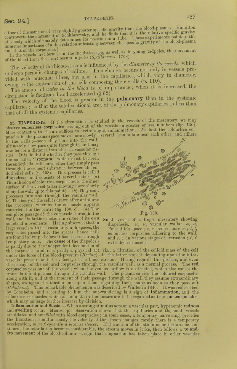 DIAPEDESIS. either of M or of ^^^^ ^X^^^X controverts the statement ot Sehklaieusk) , mone m experiments point to the ^Sm!:^ fiXJ vUeL3 formed in the incubated egg, as well as in young tadpoles, the movement of SJmdSSJTthe heart occurs in jerks (SpJz—1768). The velocity of the blood-stream is influenced by the diameter of the vessels, which unde^o periodic changes of calibre. This change occurs not only in vessels pro- ffi^S muscular fibres, but also in the capillaries winch vary m diameter, owing to the contraction of the cells composing their walls (p. 110). _ The amount of water in the Mood is of importance; when it is increased, the circulation is facilitated and accelerated (§ 62). «.■«,„«,*• The velocity of the blood is greater in the pulmonary than in the systemic capillaries; so that the total sectional area of the pulmonary capillaries is less than that of all the systemic capillaries. 95 DIAPEDESIS. —If the circulation be studied in the vessels of the mesentery we may observe colourless corpuscles passing out of the vessels in greater or less numbers (fig. 130). Mere contact with the air suffices to excite slight inflammation At first the colourless cor- puscles in the plasma-space move more slowly ; several accumulate near each other, and adhere to the walls ;—soon they bore into the wall, ultimately they pass quite through it, and may wander for a distance into the perivascular tis- sues. It is doubtful whether they pass through the so-called stomata which exist between the endothelial cells.orwhether they simply pass through the cement substance between the en- dothelial cells (p. 108). This process is called diapedesis, and consists of several acts :—{a) The adhesion of colourless corpuscles to the inner surface of the vessel (after moving more slowly along the wall up to this point), (b) They send processes into and through the vascular wall. (c) The body of the cell is drawn after or follows the processes, whereby the corpuscle appears constricted in the centre (fig. 130, c). (cd) The complete passage of the corpuscle through the wall, and its farther motion in virtue of its own amceboid movements. Hering observed that in large vessels with perivascular lymph-spaces, the corpuscles passed into the spaces, hence cells are found in lymph before it has passed through lymphatic glands. The cause of the diapedesis Fig. 130. Small vessel of a frog's mesentery showing diapedesis. w, w, vascular walls ; a, a, Poiseuille's space ; r, r, red corpuscles ; I, I, colourless corpuscles adhering to the wall, and c, c, in various stages of extrusion ; /, /, extruded corpuscles. is partly due to the independent locomotion of the corpuscles, and it is partly a physical act, viz., a filtration of the colloid mass of the cell under the force of the blood-pressure (Hering)—in the latter respect depending upon the intra- vascular pressure and the velocity of the blood-stream. Hering regards this process, and even the passage of the coloured corpuscles through the vascular wall, as a normal process. The red corpuscles pass out of the vessels when the venous outflow is obstructed, which also causes the transudation of plasma through the vascular wall. The plasma carries the coloured corpuscles along with it, and at the moment of their passage through the wall they assume extraordinary shapes, owing to the tension put upon them, regaining their shape as soon as they pass out (Cbhnheim). This remarkable phenomenon was described by Waller in 1846. It was redescribed by Cohnheim, and according to him tho out-wandering is a sign of inflammation, and the colourless corpuscles which accumulate in the tissues arc to be regarded as true pus-corpuscles, which may undergo further increase by division. Inflammation and Stasis.—When a strong stimulus acts on a vascular part, hypereemic redness ami swelling occur. Microscopic observation shows that the capillaries and the small vessels arc dilated and overfilled with blood-corpuscles ; in some cases, a temporary narrowing precedes the dilatation ; simultaneously the velocity of the stream changes, rarely there is a temporary acceleration, mure frequently it becomes slower. If the action of the stimulus or irritant be con- tinued, the retardation becomes considerable, the stream moves in jerks, then follows a to-and- fro movement of the blood-column—a sign that stagnation has taken place in other vascular