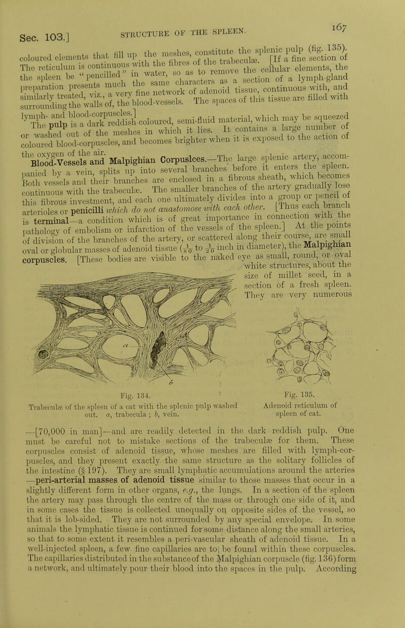 i, , 1 • thai till ur. the meshes, constitute the splenic pulp (Hg- 135). coloured elements thai 1111 up wi» , rvibeoulse \U a fine section of The reticulum is continuous with the abres 0f the tanbee ^ } m the the spleen be pencilled m water, so. as,toRemove th.con iymph-gland P-Pfe SETS T^M**3M^ SSiS^'i th, blood-vessels. The spaces of this tassne are hlled wxth ^LlSSioteed, semi-fluid material, which may be squeezed pulp ^af^r™h in wh/ch it lies. It contains a large number of 7oi:^i:^X^o^ brighter .he, it is -posed to the actaon of %!^e£!to S Malpighian Corpuslces.-The large splenic artery accom- Blood-yesselE ana 1 P R £ branches before it enters the spleen. BS^^dfliSt^hS are enclosed in a fibrous sheath, which heepmes ^SSirffflL the trabecule The smaller branches of the artery gradualIj- lose ST fibrous investment, and each one ultimately divxdes into a group arterioles or penicilli which do not anastomose with each other. [Thus each branch StoSSSL condition which is of great importance m cormectaon with the pathology of embolism or infarction of the vessels of the spleen.] At the pom , of division of the branches of the artery, or scattered along their cour B^areaggU oval or globular masses of adenoid tissue to ^ inch m diameter the Malpighian corpuscles. [These bodies are visible to the naked eye as small, round or oval white structures, about the size of millet seed, in a section of a fresh spleen. They are very numerous ,!< ^ 5MK Fig. 134. Trabecule of the spleen of a eat with the splenic pulp washed out. a, trabecula ; b, vein. Fig. 135. Adenoid reticulum of spleen of cat. —[70,000 in man]—and are readily detected in the dark reddish pulp. One must be careful not to mistake sections of the trabecula? for them. These corpuscles consist of adenoid tissue, whose meshes are filled with lymph-cor- puscles, and they present exactly the same structure as the solitary follicles of the intestine (§ 197). They are small lymphatic accumulations around the arteries —peri-arterial masses of adenoid tissue similar to those masses that occur in a slightly different form in other organs, e.g., the lungs. In a section of the spleen the artery may pass through the centre of the mass or through one side of it, and in some cases the tissue is collected unequally on opposite sides of the vessel, so that it is lob-sided. They are not surrounded by any special envelope. In some animals the lymphatic tissue is continued for some distance along the small arteries, so that to some extent it resembles a peri-vascular sheath of adenoid tissue. In a well-injected spleen, a few fine capillaries are to; be found within these corpuscles. The capillaries distributed in the substance of the ^lalpighian corpuscle (fig. 136) form ,i network, and ultimately pour their blood into the spaces in the pulp. According