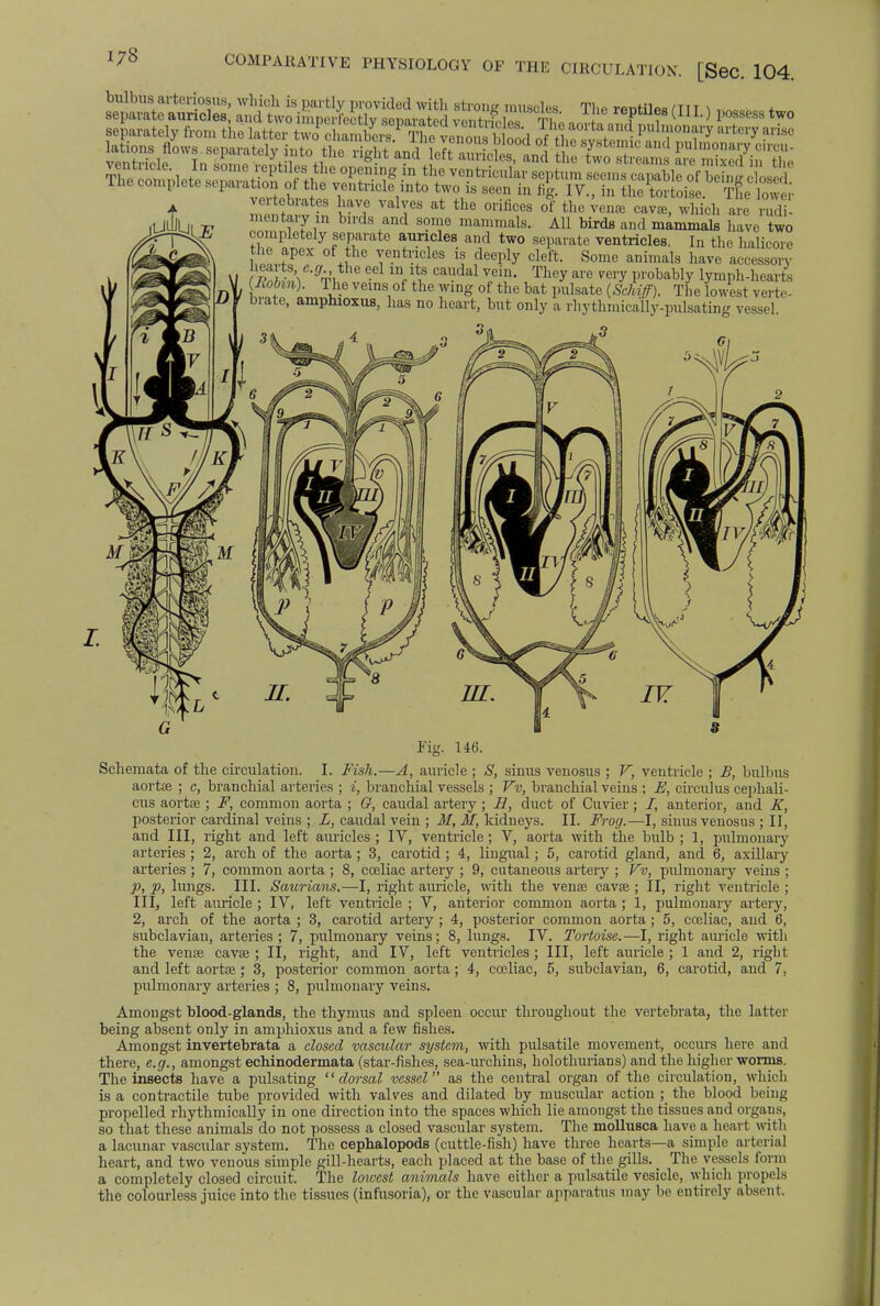 173 COMPARATIVE PHYSIOLOGY OF THE CIRCULATION. [Sec. 104. bulbus arteriosus, which is partly provided with strong muscles The rentiWTTT \ n^o * meDtory m birds and some mammals. All birds and mammals have two c ompletely separate auricles and two separate ventricles. In the halicore the apex of the ventricles is deeply cleft. Some animals have accessory iea ts c.gr the eel in its caudal vein. They are very probably lymph-hearts (liohn). The veins of the wing of the bat pulsate (Schitf). The lowest verte- f brate, amphioxus, has no heart, but only a rhythmically-pulsating vessel. Fig. 146. Schemata of the circulation. I. Fish.—A, auricle ; S, sinus venosus ; V, ventricle ; B, bulbus aortse ; c, branchial arteries ; i, branchial vessels ; Vv, branchial veins ; E, circulus cephali- cus aortte ; F, common aorta ; G, caudal artery; H, duct of Cuvier; /, anterior, and K, posterior cardinal veins ; L, caudal vein j 31, ftl, kidneys. II. Frog.—I, sinus veuosus j II, and III, right and left auricles ; IV, ventricle ; V, aorta with the bulb ; 1, pulmonary arteries ; 2, arch of the aorta; 3, carotid ; 4, lingual; 5, carotid gland, and 6, axillary arteries ; 7, common aorta ; 8, coeliac artery ; 9, cutaneous artery ; Vv, pulmonary veins ; p, p, lungs. III. Saurians.—I, right auricle, with the venae cavse ; II, right ventricle ; III, left auricle ; IV, left ventricle ; V, anterior common aorta ; 1, pulmonary artery, 2, arch of the aorta ; 3, carotid artery ; 4, posterior common aorta; 5, cceliac, and 6, subclavian, arteries ; 7, pulmonary veins; 8, lungs. IV. Tortoise.—I, right auricle with the vense cavse ; II, right, and IV, left ventricles ; III, left auricle ; 1 and 2, right and left aortee; 3, posterior common aorta; 4, coeliac, 5, subclavian, 6, carotid, and 7, pulmonary arteries ; 8, pulmonary veins. Amongst blood-glands, the thymus and spleen occur throughout the vertebrata, the latter being absent only in amphioxus and a few fishes. Amongst invertebrata a closed vascular system, with pulsatile movement, occurs here and there, e.g., amongst echinodermata (star-fishes, sea-urchins, holothurians) and the higher worms. The insects have a pulsating  dorsal vessel as the central organ of the circulation, which is a contractile tube provided with valves and dilated by muscular action ; the blood being propelled rhythmically in one direction into the spaces which lie amongst the tissues and organs, so that these animals do not possess a closed vascular system. The mollusca have a heart with a lacunar vascular system. The cephalopods (cuttle-fish) have three hearts—a simple arterial heart, and two venous simple gill-hearts, each placed at the base of the gills. _ The vessels form a completely closed circuit. The lowest animals have either a pulsatile vesicle, which propels the colourless juice into the tissues (infusoria), or the vascular apparatus may be entirely absent.