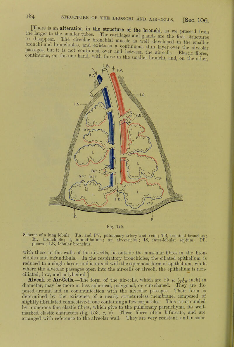 [There is an alteration in the structure of the bronchi, as we proceed from he arger to the smaller tubes The cartilages and glands are the li st struct! to ^appear The circular bronchial muscle is well developed to thesmXr bronchi and bronchioles, and exists as a continuous thin layer over the alveZ passages, but it is not continued over and between the air-cells. Elastic nbres continuous, on the one hand, with those in the smaller bronchi, and, on the other Fig. 149. Scheme of a lung lobule. PA, and PV, pulmonary artery and vein ; TB, terminal bronchus ; Br., bronchiole; I, infundibulum; av, air-vesicles; IS, inter-lobular septum; PP, pleura ; LB, lobular bronchus. with those in the walls of the air-cells, lie outside the muscular fibres in the bron- chioles and infundibula. In the respiratory bronchioles, the ciliated epithelium is reduced to a single layer, and is mixed with the squamous form of epithelium, while where the alveolar passages open into the air-cells or alveoli, the epithelium is non- ciliated, low, and polyhedral.] Alveoli or Air-Cells.—The form of the air-cells, which are 25 p (T^jy inch) in diameter, may be more or less spherical, polygonal, or cup-shaped. They arc dis- posed around and in communication with the alveolar passages. Their form is determined by the existence of a nearly structureless membrane, composed of slightly fibrillated connective-tissue containing a few corpuscles. This is surrounded by numerous fine elastic fibres, which give to the pulmonary parenchyma its well- marked elastic characters (fig. 153, <?, e). These fibres often bifurcate, and are arranged with reference to the alveolar wall. They arc very resistant, and in some