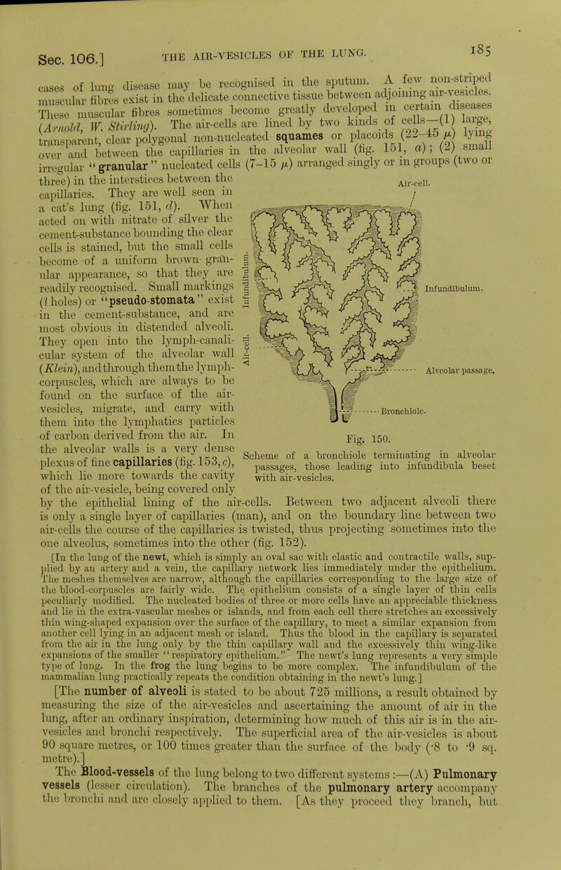 cases of lwa disease may be recognised in the sputum. A few non-striped ;u;,iar avs e£st in the delicate connective tissue 1,,,,, and] onnng axr-vesicle. sometimes become greatly developed in certain diseases The air-cells are lined by two kinds of cells—(1) large; These muscular fibres (Arnold, W. Stirling) Infundibulum. Alveolar passage. ransparent, clear polygonal non-nucleated squames or placoxds (22-45 g n over and betAveen the capillaries in the alveolar wall (hg. 151, a), (2) small irregular  granular  nucleated cells (7-15 ,*) arranged singly or m groups (two or three) in the interstices between the capillaries. They arc well seen in a cat's lung (fig. 151, d). When acted on with nitrate of silver the cement-substance bounding the clear cells is stained, but the small cells become of a uniform brown- gran- ular appearance, so that they are readily recognised. Small markings ('? holes) or  pseudo-stomata  exist in the cement-substance, and are most obvious in distended alveoli. They open into the lymph-canali- cular system of the alveolar wall (Klein), and through them the lymph- corpuscles, which are always to be found on the surface of the air- vesicles, migrate, and carry with them into the lymphatics particles of carbon derived from the air. In the alveolar walls is a very dense plexus of fine capillaries (fig. 153, c), which lie more towards the cavity of the air-vesicle, being covered only by the epithelial lining of the air-cells. Between two adjacent alveoli there is only a single layer of capillaries (man), and on the boundary line between two air-cells the course of the capillaries is twisted, thus projecting sometimes into the one alveolus, sometimes into the other (fig. 152). [In the lung of the newt, which is simply an oval sac with elastic and contractile walls, sup- plied by an artery and a vein, the capillary network lies immediately under the epithelium. The meshes themselves are narrow, although the capillaries corresponding to the large size of the blood-corpuscles are fairly wide. The epithelium consists of a single layer of thin cells peculiarly modified. The nucleated bodies of three or more cells have an appreciable thickness and lie in the extra-vascular meshes or islands, and from each cell there stretches an excessively thin wing-shaped expansion over the surface of the capillary, to meet a similar expansion from another cell lying in an adjacent mesh or island. Thus the blood in the capillary is separated from the air in the lung only by the thin capillary wall and the excessively thin wing-like expansions of the smaller '' respiratory epithelium. The newt's lung represents a very simple type of lung. In the frog the lung begins to be more complex. The infundibulum of the mammalian lung practically repeats the condition obtaining in the newt's lung.] [The number of alveoli is stated to bo about 725 millions, a result obtained by measuring the size of the air-vesicles and ascertaining the amount of air in the lung, after an ordinary inspiration, determining how much of this air is in the air- vesicles and bronchi respectively. The superficial area of the air-vesicles is about 90 square metres, or 100 times greater than the surface of the body (*8 to -9 sq. metre).] The Blood-vessels of the lung belong to two different systems :—(A) Pulmonary- vessels (lesser circulation). The branches of the pulmonary artery accompany the bronchi and are closely applied to them. [As they proceed they branch, bill Bronchiole. Fig, 150. Scheme of a bronchiole terminating in alveolar- passages, those leading into mfundibula beset with air-vesicles.
