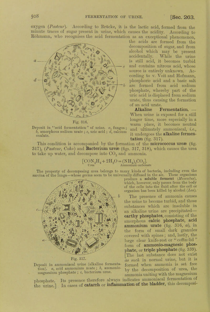 a d - ' ft i '*M~<& IT Fig. 316. Deposit in acid fermentation of mine. «, fungus; b, amorphous sodium urate ; c, uric acid oxalate. d, calcium oxygen (Pasteur), According to Brticke, it is the lactic acid, formed from the minute traces of sugar present in urine, which causes the acidity. According to Rohmann, who recognises the acid fermentation as an exceptional phenomenon, the acids are formed from the decomposition of sugar, and from alcohol which may be present accidentally. While the urine is still acid, it becomes turbid and contains nitrous acid, whose source is entirely unknown. Ac- cording to v. Voit and Hofmann, phosphoric acid and a basic salt are formed from acid sodium phosphate, whereby part of the uric acid is displaced from sodium urate, thus causing the formation of an acid urate. Alkaline Fermentation. — AAlien urine is exposed for a still longer time, more especially in a warm place, it becomes neutral and ultimately ammoniacal, i.e., it undergoes the alkaline fermen- tation (fig. 317). This condition is accompanied by the formation of the micrococcus urese (fig. 317), (Pasteur, Cohn) and Bacterium urese (figs. 317, 318), which causes the urea to take up water, and decompose into C02 and ammonia. [CON2H4 + 2H20 = (NH4),C03]. Urea Ammonium carbonate The property of decomposing urea belongs to many kinds of bacteria, including even the sarcina of the lungs—whose germs seem to be universally diffused in the air. These organisms _ , . • produce a soluble ferment (Musculus), which, however, only passes from the body of the cells into the fluid after the cell or organism has been killed by alcohol (Lea). The presence of ammonia causes the urine to become turbid, and those substances which are insoluble in an alkaline urine are precipitated— earthy phosphates, consisting of the amorphous calcic phosphate, acid ammonium urate (fig. 316, a), in the form of small dark granules covered with spines; and, lastly, the large clear knife-rest or  coffin-lid  form of ammonio-magnesic phos- phate, or triple phosphate (fig. 339). [The last substance does not exist as such in normal urine, but it is formed when ammonia is set free by the decomposition of urea, the ammonia uniting with the magnesium phosphate. Its presence therefore always indicates ammoniacal fermentation of c- Fig. 317. Deposit in ammoniacal urine (alkaline fermenta tion). a, acid ammonium mate ; b, ammonio magnesium phosphate ; c, bacterium urea;. the urine.] In cases of catarrh or inflammation of the bladder, this decompose