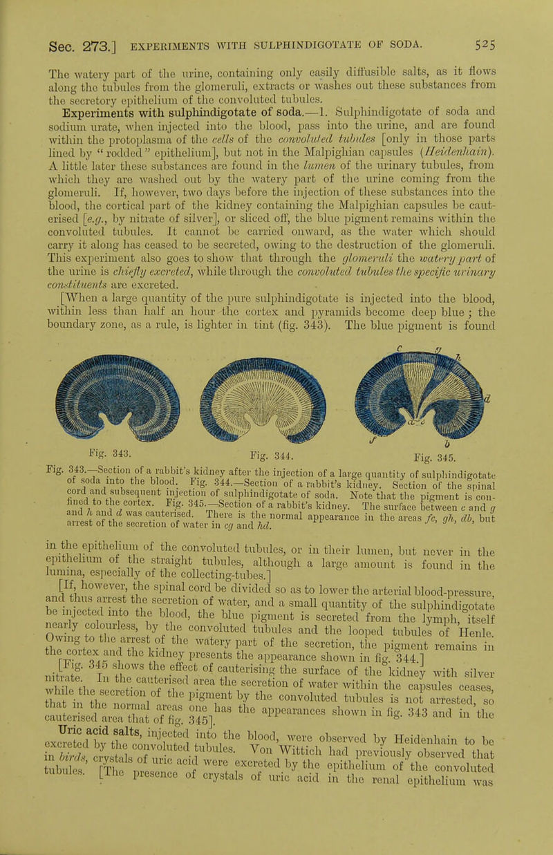 The watery part of the urine, containing only easily diffusible salts, as it flows along the tubules from the glomeruli, extracts or washes out these substances from the secretory epithelium of the convoluted tubules. Experiments with sulphindigotate of soda.—1. Sulphindigotate of soda and sodium urate, when injected into the blood, pass into the urine, and are found within the protoplasma of the cells of the convoluted tubules [only in those parts lined by rodded epithelium], but not in the Malpighian capsules (Heidenliain). A little later these substances are found in the lumen of the urinary tubules, from which they are washed out by the watery part of the urine coming from the glomeruli. If, however, two days before the injection of these substances into the blood, the cortical part of the kidney containing the Malpighian capsules be caut- erised [e.g., by nitrate of silver], or sliced off, the blue pigment remains within the convoluted tubules. It cannot be carried onward, as the water which should carry it along has ceased to be secreted, owing to the destruction of the glomeruli. This experiment also goes to show that through the glomeruli the watery part of the urine is chiefly excreted, while through the convoluted tubules the specific urinary constituents are excreted. [When a large quantity of the pure sulphindigotate is injected into the blood, within less than half an hour the cortex and pyramids become deep blue ; the boundary zone, as a ride, is lighter in tint (fig. 343). The blue pigment is found Fig. 343.-Section of a rabbits kidney after the injection of a large quantity of sulphindigotate of soda into the blood. Fig. 344.-Section of a rabbit's kidney. Section of the spinal cord and subsequent injection of sulphindigotate of soda. Note that the pigment is con- fined to the cortex. Fig. 345.-Section of a rabbit's kidney. The surface between c and q nrllnffi VaSC+aUtenfd\ T.here is ,tbe llornial *PPearance in the areas fc, cjh, db, but arrest of the secretion of water 111 eg and hd. ' in the epithelium of the convoluted tubules, or in their lumen, but never in the epithelium of the straight tubules, although a large amount is found in the lumina, especially of the collecting-tubes.] [If however, the spinal cord be divided so as to lower the arterial blood-pressure and thus arrest the secretion of water, and a small quantity of the sulphindigotate be injected into the blood, the blue pigment is secreted from the lymph, itself nearly colourless, by the convoluted tubules and the looped tubule' of Henle Owing to the arrest of the watery part of the secretion, the pigment remains in the cortex and the kidney presents the appearance shown in fin- 344 1 nit X' In t TS r °f TtM* thG SUrface of ^kidney with silver nitrate In the cauterised area the secretion of water within the capsules ceases XlT^ZVhi' pigmtnt fttlie convoluted tubules is ^**™o Mft*S3£g 345]11 ^ aPP6aranCeS Sh°Wn hl «* 343 and ^ «» J^at^l^^0^ ^rK™* °Wed ^ Heidenliain to be ubu s S i r ! excreted by the epithelium of the convoluted mm Lihc presence of crystals of uric acid in the renal epithelium was