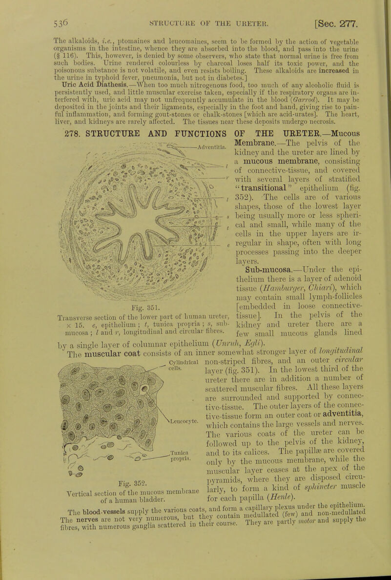 The alkaloids, i.e., ptomaines and leucomaiucs, seem to be formed by the action of vegetable organisms in the intestine, whence they are absorbed into the blood, and pass into the urine (§ 116). This, however, is denied by some observers, who state that normal urine is free from such bodies. Urine rendered colourless by charcoal loses half its toxic power, and the poisonous substance is not volatile, and even resists boiling. These alkaloids arc increased in the urine in typhoid lever, pneumonia, but not in diabetes.] Uric Acid Diathesis.—When too much nitrogenous food, too much of any alcoholic fluid is persistently used, and little muscular exercise taken, especially if the respiratory organs are in- terfered with, uric acid may not unfrequently accumulate, in the blood (Garrod). It may be deposited in the joints and their ligaments, especially in the foot and hand, giving rise to pain- ful inflammation, and forming gout-stones or chalk-stones [which are acid-urates]. The heart, liver, and kidneys are rarely affected. The tissues near these deposits undergo necrosis. 278. STEUCTTJEE AND FUNCTIONS Adventltin. m ' v • o o.. ■■ fljlV OF THE UEE TEE.—Mucous Membrane.—The pelvis of the kidney and the ureter are lined by a mucous membrane, consisting of connective-tissue, and covered with several layers of stratified transitional epithelium (fig. 352). The cells are of various shapes, those of the lowest layer being usually more or less spheri- cal and small, while many of the cells in the upper layers are ir- regular in shape, often with long processes passing into the deeper layers. Sub-mucosa.—Under the epi- thelium there is a layer of adenoid tissue (Hamburger, Chiari), which may contain small lymph-follicles [embedded in loose connective- tissue]. In the pelvis of the kidney and ureter there are a few small mucous glands lined Fig. 351. Transverse section of the lower part of human ureter, x 15. e, epithelium ; t, tunica propria ; s, sub- mucosa ; I and r, longitudinal and circular fibres. by a single layer of columnar epithelium (Unruh, Egli). _ The muscular coat consists of an inner somewhat stronger layer of longitudinal Cylindrical non-striped fibres, and an outer circular oells' layer (fig. 351). In the lowest third of the ureter there are in addition a number of scattered muscular fibres. All these layers are surrounded and supported by connec- tive-tissue. The outer layers of the connec- tive-tissue form an outer coat or adventitia, which contains the large vessels and nerves. The various coats of the ureter can be followed up to the pelvis of the kidney, and to its calices. The papilla- are covered only by the mucous membrane, while the muscular layer ceases at the apex of the pyramids, where they are disposed circu- larly, to form a kind of sphincter muscle for each papilla (Henle). Lcucocvte. Tunica propria. Vertical section of the mucous membrane of a human bladder. 3ESKIS5S»2 =2* The nerves are fibres, with numerous &.