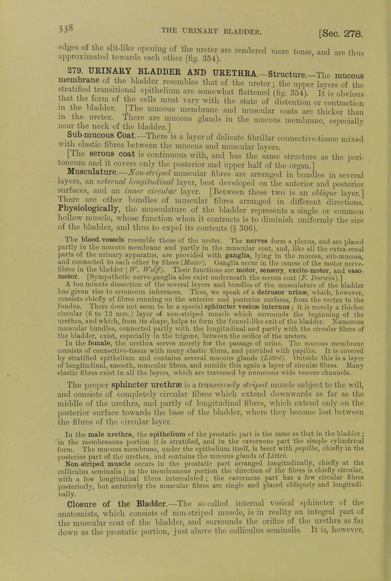 edges of the sliUike opening of the ureter are rendered more tense, and arc thus approximated towards each other (fig. 354). 279. TTEINAEY BLADDEE AND UEETHEA.—Structure. —T]ie mucous membrane of the bladder resembles that of the ureter; the upper layers of the stratified transitional epithelium are somewhat flattened (fig. 354). It is obvious that the form of the cells must vary with the state of distention or contraction in the bladder. [The mucous membrane and muscular coats are thicker than in the ureter. There are mucous glands in the mucous membrane, especially near the neck of the bladder.] L J Sub-mucous Coat.—There is a layer of delicate fibrillar connective-tissue mixed with elastic fibres between the mucous and muscular layers. [The serous coat is continuous with, and has the same structure as the peri- toneum and it covers only the posterior and upper half of the organ.] Musculature.— Non-striped muscular fibres are arranged in bundles in several layers, an external longitudinal layer, best developed on the anterior and posterior surfaces, and an inner circular layer. [Between these two is an oblique layer.] There are_ other bundles of muscular fibres arranged in different directions. Physiologically, the musculature of the bladder represents a single or common hollow muscle, whose function when it contracts is to diminish uniformly the size of the bladder, and thus to expel its contents (§ 306). The blood-vessels resemble those of the ureter. The nerves form a plexus, and are placed partly in the mucous membrane and partly in the muscular coat, and, like all the extra-renal parts of the urinary apparatus, are provided with ganglia, lying in the mucosa, sub-mucosa, and connected to each other by fibres {Maicr). Ganglia occur in the course of the motor nerve- fibres in the bladder ( W. Wolff). Their functions are motor, sensory, excito-motor, and vaso- motor. [Sympathetic nerve-ganglia also exist underneath the serous coat (F. Darwin).] A too minute dissection of the several layers and bundles of the musculature of the bladder lias given rise to erroneous inferences. Thus, we speak of a detrusor urinse, which, however, consists chiefly of fibres running on the anterior and posterior surfaces, from the vertex to the fundus. There does not seem to be a special sphincter vesicae internus ; it is merely a thicker circular (6 to 12 mm.) layer of non-striped muscle which surrounds the beginning of the urethra, and which, from its shape, helps to form the funnel-like exit of the bladder. Numerous muscular bundles, connected partly with the longitudinal and partly with the circular fibres of the bladder, exist, especially in the trigone, between the orifice of the ureters. In the female, the urethra serves merely for the passage of urine. The mucous membrane consists of connective-tissue with many elastic fibres, and provided with papilla;. It is covered by stratified epithelium and contains several mucous glands {Littre). Outside this is a layer of longitudinal, smooth, muscular fibres, and outside this again a layer of circular fibres. Many elastic fibres exist in all the layers, which are traversed by numerous wide venous channels. The proper sphincter urethrse is a transversely striped muscle subject to the will, and consists of completely circular fibres which extend downwards as far as the middle of the urethra, and partly of longitudinal fibres, which extend only on the posterior surface towards the base of the bladder, where they become lost between the fibres of the circular layer. In the male urethra, the epithelium of the prostatic part is the same as that in the bladder ; in the membranous portion it is stratified, and in the cavernous part the simple cylindrical form. The mucous membrane, under the epithelium itself, is beset with papilla, chiefly in the posterior part of the urethra, and contains the mucous glands of Littre. Non-striped muscle occurs in the prostatic part arranged longitudinally, chiefly at the colliculus seminalis ; in the membranous portion the direction of the fibres is chiefly circular, with a few longitudinal fibres intercalated ; the cavernous part has a few circular fibres posteriorly, but anteriorly the muscular fibres are single and placed obliquely and longitudi- nally. Closure of the Bladder.—The so called internal vesical sphincter of the anatomists, which consists of non-striped muscle, is in reality an integral part of the muscular coat of the bladder, and surrounds the orifice of the urethra as far down as the prostatic portion, just above the colliculus seminalis. It is, however,