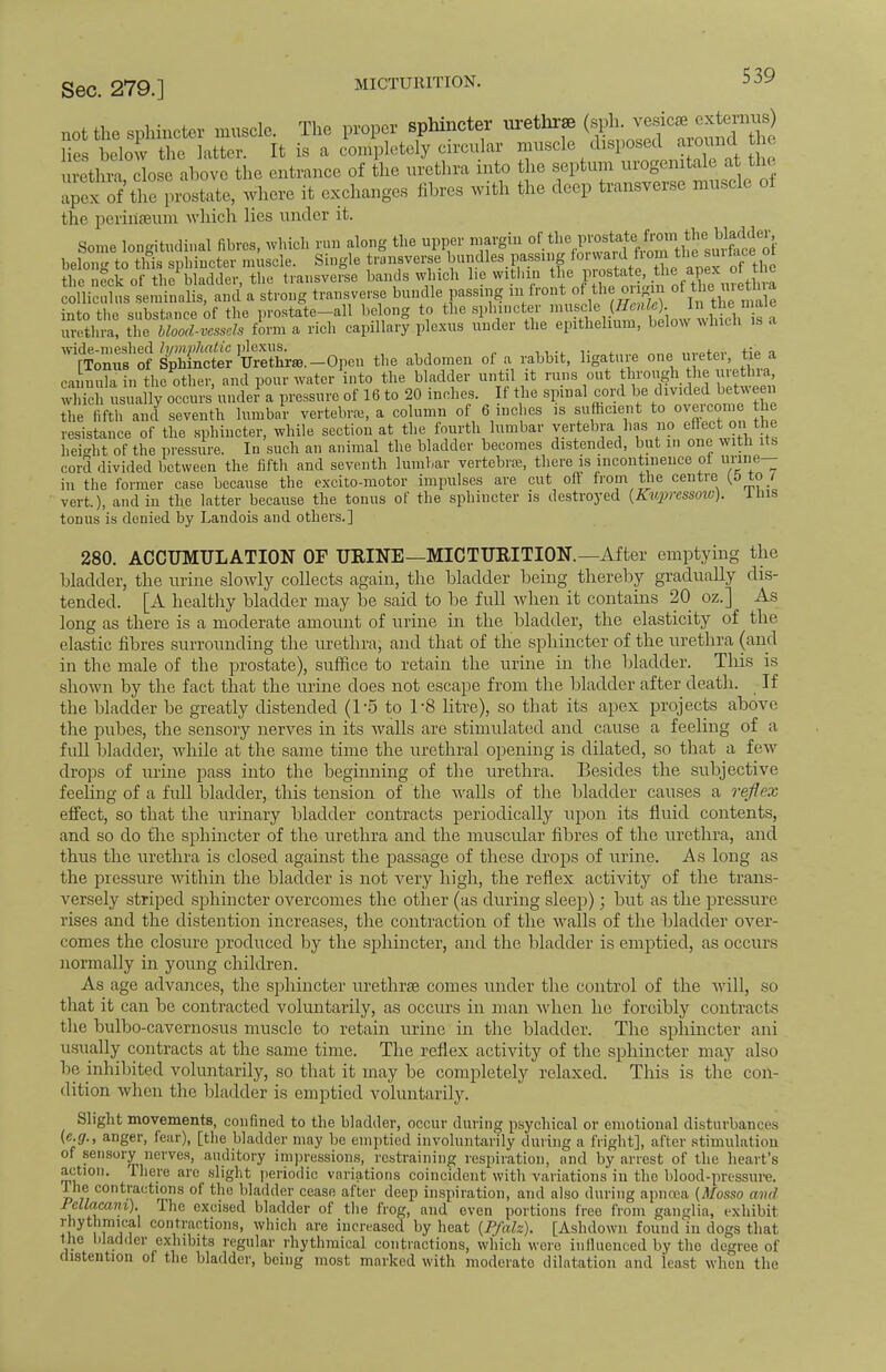 not the sphincter muscle. The proper sphincter urethra (jj^f0^^ lies below the latter It is a completely circular muscle disposed around toe reto lose ahov the entrance of the urethra into the septum urogenital a the a;: of tile proslat,, where it exchanges fibres with the deep transverse muscle of the perinseum which lies under it. Some longitudinal fibres, which run along the upper margin ^^^^J^J^Si belong to this sphincter muscle. Single transverse b™dleW^ the neck of the bladder, the transverse bands which lie within thej}»tate, ape:x ot tnc colliculus seminalis, and a strong transverse bundle passing in front of the origin oi the uietma into the substance of the prostate-all belong to the sphincter nmsde Hen. ) Inthe male urethra, the blood-vessels form a rich capillary plexus under the epithelium, below which is a wide-meshed lympJiatic plexus. ,„.-t«v +;P n TTonus of Sphincter Urethra.-Open the abdomen of a rabbit, ligature one u etei, tie a cannula in the other, and pour water into the bladder until it runs out through the urethra SS usually occurs under1 a pressure of 16 to 20 inches. If the spinal cord be dividedbetween the fifth and seventh lumbar vertebra, a column of 6 inches is sufficient to oveicome the resistance of the sphincter, while section at the fourth lumbar vertebra has no effect onit he hei-ht of the pressure. In such an animal the bladder becomes distended, but in one with its cord divided between the fifth and seventh lumbar vertebra, there is incontinence of imne- in the former case because the excito-motor impulses are cut off from the centre (0 tew vert.), and in the latter because the tonus of the sphincter is destroyed (Kupressovs). ilns tonus is denied by Landois and others.] 280. ACCUMULATION OF UKINE—MICTURITION.— After emptying the bladder, the urine sloAvly collects again, the bladder being thereby gradually dis- tended. [A healthy bladder may be said to be full when it contains 20 oz.] As long as there is a moderate amount of urine in the bladder, the elasticity of the elastic fibres surrounding the urethra, and that of the sphincter of the urethra (and in the male of the prostate), suffice to retain the urine in the bladder. This is shown by the fact that the urine does not escape from the bladder after death. If the bladder be greatly distended (1'5 to 1'8 litre), so that its apex projects above the pubes, the sensory nerves in its walls are stimulated and cause a feeling of a full bladder, while at the same time the urethral opening is dilated, so that a few drops of urine pass into the beginning of the urethra. Besides the subjective feeling of a full bladder, this tension of the walls of the bladder causes a reflex effect, so that the urinary bladder contracts periodically upon its fluid contents, and so do the sphincter of the urethra and the muscular fibres of the urethra, and thus the urethra is closed against the passage of these drops of urine. As long as the pressure within the bladder is not very high, the reflex activity of the trans- versely striped sphincter overcomes the other (as during sleep); but as the pressure rises and the distention increases, the contraction of the walls of the bladder over- comes the closure produced by the sphincter, and the bladder is emptied, as occurs normally in young children. As age advances, the sphincter urethras comes under the control of the will, so that it can be contracted voluntarily, as occurs in man when he forcibly contracts the bulbo-cavernosus muscle to retain urine in the bladder. The sphincter ani usually contracts at the same time. The reflex activity of the sphincter may also be inhibited voluntarily, so that it may be completely relaxed. This is the con- dition when the bladder is emptied voluntarily. Slight movements, confined to the bladder, occur during psychical or emotional disturbances (e.g., anger, fear), [the bladder may be emptied involuntarily during a fright], after stimulation of sensory nerves, auditory impressions, restraining respiration, and by arrest of the heart's action. There are slight periodic variations coincident with variations in the blood-pressure, lhe contractions of the bladder cease after deep inspiration, and also during apncea (Mosso and Fellacani). The excised bladder of the frog, and even portions free from ganglia, exhibit rhythmical contractions, which are increased by heat (Pfalz). [Ashdown found'in dogs that the bladder exhibits regular rhythmical contractions, which were intluenced by the degree of distention of the bladder, being most marked with moderate dilatation and least when the