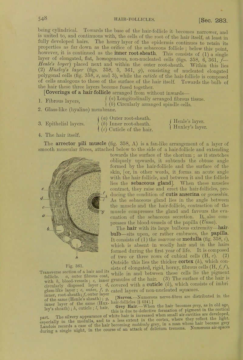 being cylindrical. Towards bhe base of the hair-follicle it becomes narrower and is united to, and continuous with, the cells of the root of the hair itself, at least in fully developed hairs. The horny layer of the epidermis continues to retain its properties as far down as the orifice of the sebaceous follicle; below this point, however, it is continued as the inner root-sheath. This consists of (1) a single layer of elongated, flat, homogeneous, non-nucleated cells (figs. 358, 6, 361, /— limit's layer) placed next and within the outer root-sheath. Within this lies (2) Huxley's layer (figs. 358, 5, 361, y), consisting of nucleated elongated polygonal cells (fig. 358, x, and 3), while the cuticle of the hair-follicle is composed of cells analogous to those of the surface of the hair itself. Towards the bulb of the hair these three layers become fused together. [Coverings of a hair-follicle arranged from without inwards— 1. Fibrous layers, J (?) Longitudinally arranged fibrous tissue. J | (o) Circularly arranged spindle cells. 2. Glass-like (hyaline) membrane. 3. Epithelial layers. 4. The hair itself. (a) Outer root-sheath. (6) Inner root-sheath. ( (c) Cuticle of the hair. / Henle's layer. ( Huxley's layer. The arrector pili muscle (fig. 358, A) is a fan-like arrangement of a layer of smooth muscular fibres, attached below to the side of a hair-follicle and extending towards the surface of the choriuni; as it stretches obliquely upwards, it subtends the obtuse angle formed by the hair-follicle and the surface of the skin, [or, in other words, it forms, an acute angle with the hair-follicle, and between it and the follicle lies the sebaceous gland]. When these muscles contract, they raise and erect the hair-follicles, pro- ducing the condition of cutis anserina or goosesldn. As the sebaceous gland lies in the angle between the muscle and the hair-follicle, contraction of the muscle compresses the gland and favours the eva- cuation of the sebaceous secretion. It also com- presses the blood-vessels of the papilla (Unna). The hair with its large bulbous extremity—hair- bulb—sits upon, or rather embraces, the papilla. It consists of (1) the marrow or medulla (fig. 358, i), which is absent in woolly hair and in the hairs formed during the first year of life. It is composed of two or three rows of cubical cells (H, c). (2) Outside this lies the thicker cortex (/<), which con- sists of elongated, rigid, horny, fibrous cells (H, /,/), while in and between these cells lie the pigment granules of the hair. (3) The surface of the hair is circularly disposed layer ; d, covered with a cuticle (7c), which consists of imbri glass-like layer ; e, outer, /, g, cated layers of non-nucleated squamcs. JSSSS^ffiTI, ^Nerves.-*™ nerve-fibres are distributed in the inner layer of the same (Hux- *g^«_<$i thc hair becomes grCy, as in old age ley's sheath) ; h, cuticle , I, hair. ^ . ^ fonnation of pigment in the cortical nart The silvery appearance of white hair is increased when small air-cavities are developed, IZtvAU in the medulla, and to a less extent in the cortex, where they reflect the light, especially in tne muiuii*,^ ^ Un„nmi„„ „„/,/„„/„ „,.P.v. in a man whose hair became grey Fig. 361. Transverse section of a hair and its follicle. a, outer fibrous coat, with b, blood-vessels ; c, inner Landois records a case of the hair becoming suddenly grey, during a single night, in the course of an attack of delirium tremens Numerous air-spaces