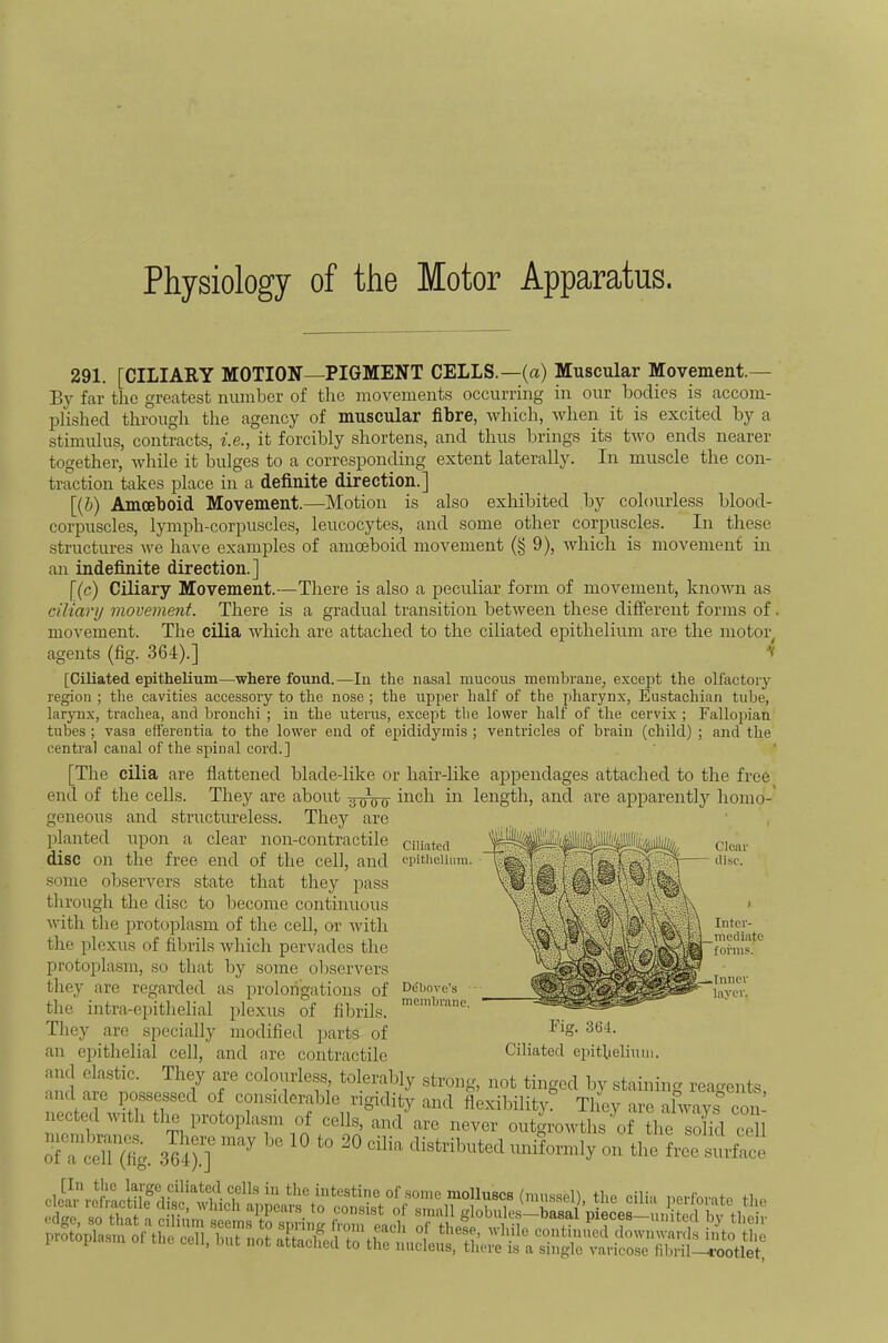Physiology of the Motor Apparatus. 291. [CILIARY MOTION—PIGMENT CELLS.—(a) Muscular Movement— By far the greatest number of the movements occurring in our bodies is accom- plished through the agency of muscular fibre, which, when it is excited by a stimulus, contracts, Ae., it forcibly shortens, and thus brings its two ends nearer together, while it bulges to a corresponding extent laterally. In muscle the con- traction takes place in a definite direction.] [(b) Amoeboid Movement.—Motion is also exhibited by colourless blood- corpuscles, lymph-corpuscles, leucocytes, and some other corjDuscles. In these structures we have examples of amoeboid movement (§ 9), which is movement in an indefinite direction.] [(c) Ciliary Movement.—There is also a peculiar form of movement, known as ciliary movement. There is a gradual transition between these different forms of. movement. The cilia which are attached to the ciliated epithelium are the motor agents (fig. 364).] V [Ciliated epithelium—where found.—lu the nasal mucous membrane, except the olfactory region ; the cavities accessory to the nose; the upper half of the pharynx, Eustachian tube, larynx, trachea, and bronchi ; in the uterus, except the lower half of the cervix ; Fallopian tubes; vasa efterentia to the lower end of epididymis ; ventricles of brain (child) ; and the central canal of the spinal cord.] flattened blade-like or hair-like appendages attached to the free They are about iuch in length, and are apj^arently homo- Ciliatecl epithelium. [The cilia are end of the cells, j-ncj tuc ciuuue ^ <j q o geneous and structiu’eless. They are planted upon a clear non-contractile disc on the free end of the cell, and some observers state that they pass through the disc to become continuous with the protoplasm of the cell, or Avith the plexus of fibrils Avhich pervades the protoplasm, so that by some observers they are regarded as prolongations of the intra-epithelial plexus of fibrils. Tliey are specially modified parts of an epithelial cell, and are contractile and elastic. They are colourless, tolerably stron Debove’s • membrane. Cleat' - tlisc. Intev- _mediatc forms.’ !,^Tnncv layer. Fig. 364. Ciliated epithelium. 1 n ., r’ —-“-ij not tinged by staining reagents and are possessed of considerable rigidity and flexibility. They are always” con- protopW or «,c coll. not icA,