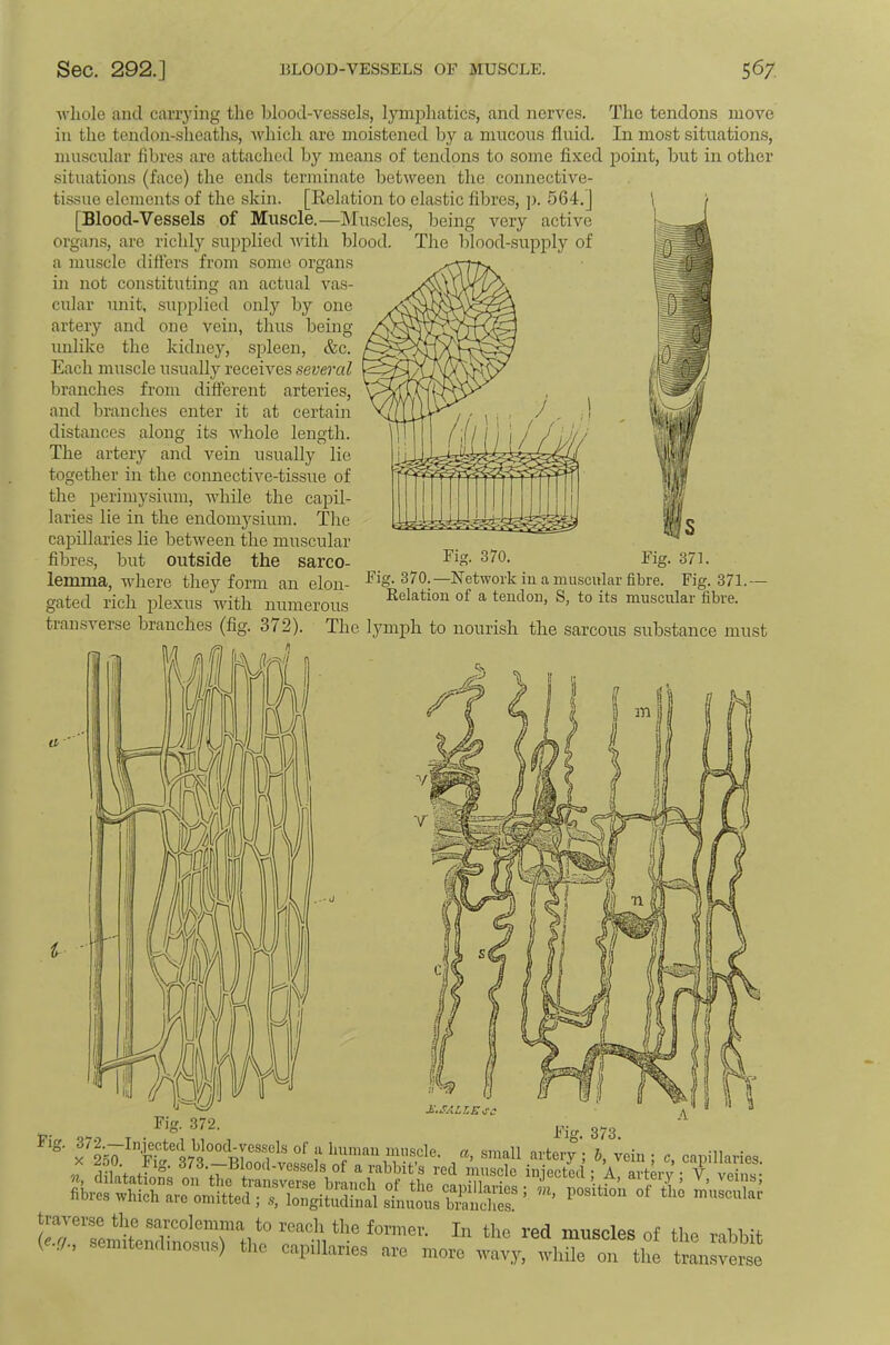 Avhole and carrying the blood-vessels, lymphatics, and nerves. The tendons move in the tendon-sheaths, which are moistened by a mucous fluid. In most situations, muscular fibres are attached by means of tendons to some fixed point, but in other situations (face) the ends terminate between the connective- tissue elements of the skin. [Relation to clastic fibres, ]). 564.] [Blood-Vessels of Muscle.—Muscles, being very active organs, are richly supplied Avith blood. The blood-supply of a muscle differs from some organs in not constituting an actual vas- cular unit, supplied only by one artery and one vein, thus being unlike the kidney, spleen, &c. Each muscle usually receiA^'es several branches from different arteries, and branches enter it at certain distances along its Avhole length. The artery and vein usually lie together in the connective-tissue of the perimysium, AAdiile the capil- laries lie in the endomj^sium. The caioillaries lie betAveen the muscular fibres, but outside the sarco- lemma, Avhere they form an elon- gated rich plexus with numerous transA^erse branches (fig. 372). Fig. 370.- Fig. 371. -Network in a muscular fibre. Fig. 371.- Kelation of a tendon, S, to its muscular fibre. The lymph to nourish the sarcous substance must 1' ‘'5'“'’ “• i cniiillaries.